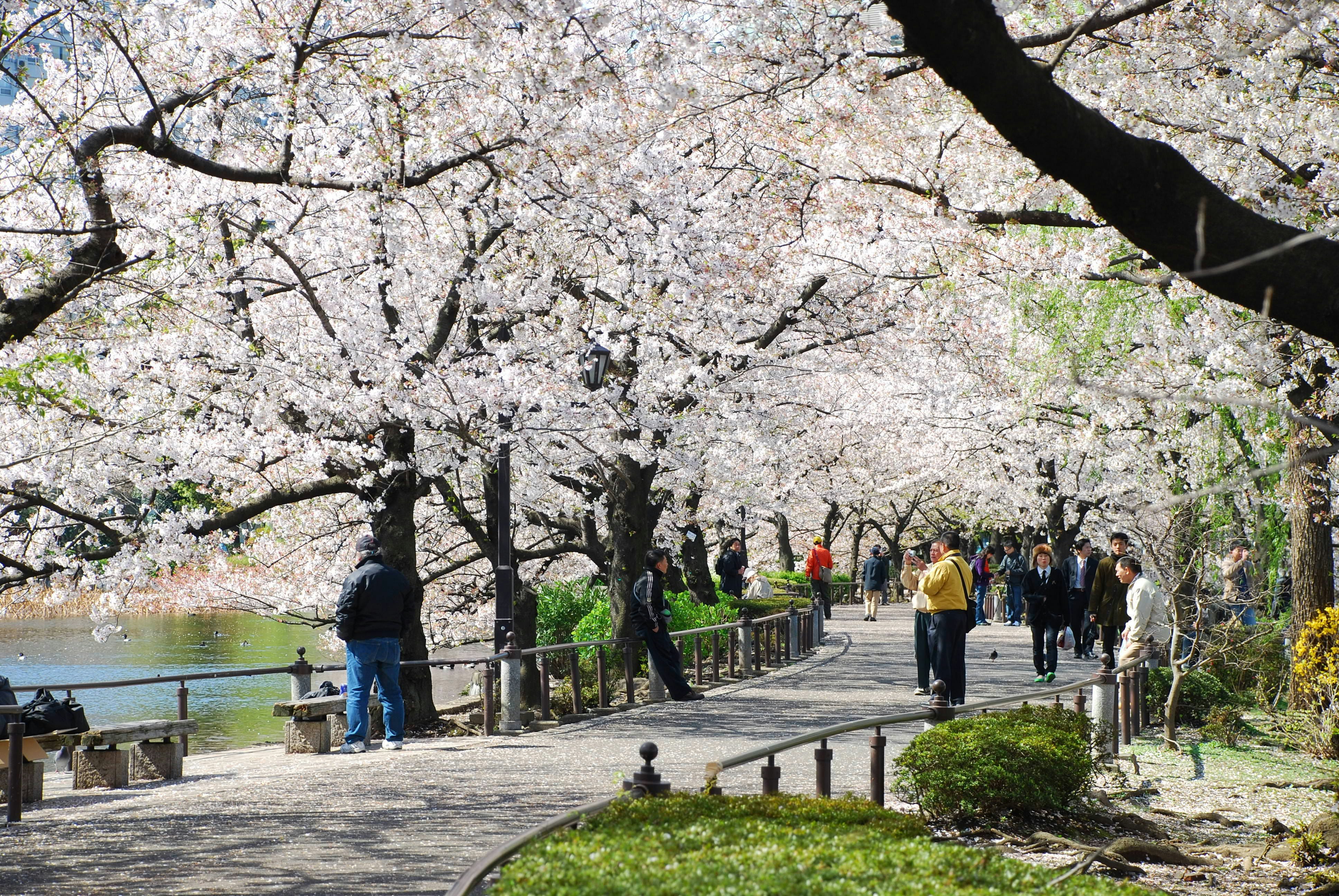 TOKYO, JAPAN - APRIL 3 : Ueno Park in spring season with Cherry Blossom taken on April 3, 2007
243536872
activity, asia, beauty, blossom, cherry, city, day, flower, hanami, japan, land, landscape, leisure, outdoor, pale, park, path, people, pink, plant, relax, sakura, season, spring, tokyo, tourism, travel, tree, walk, way, white