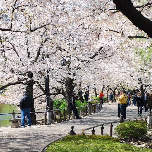 TOKYO, JAPAN - APRIL 3 : Ueno Park in spring season with Cherry Blossom taken on April 3, 2007
243536872
activity, asia, beauty, blossom, cherry, city, day, flower, hanami, japan, land, landscape, leisure, outdoor, pale, park, path, people, pink, plant, relax, sakura, season, spring, tokyo, tourism, travel, tree, walk, way, white