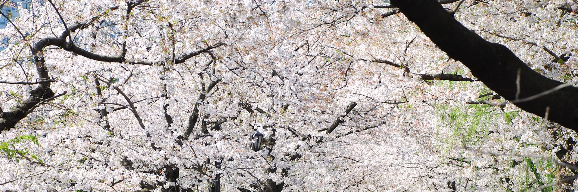 TOKYO, JAPAN - APRIL 3 : Ueno Park in spring season with Cherry Blossom taken on April 3, 2007
243536872
activity, asia, beauty, blossom, cherry, city, day, flower, hanami, japan, land, landscape, leisure, outdoor, pale, park, path, people, pink, plant, relax, sakura, season, spring, tokyo, tourism, travel, tree, walk, way, white