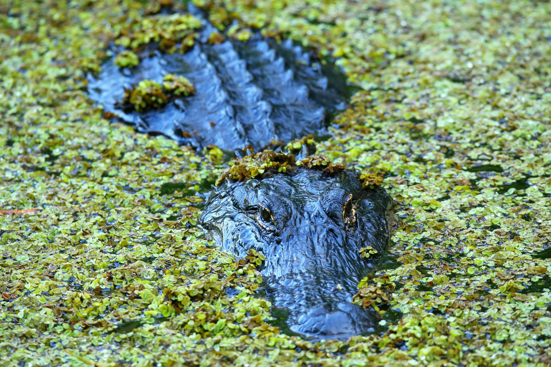 A gator near the surface of the water surrounded by greenery