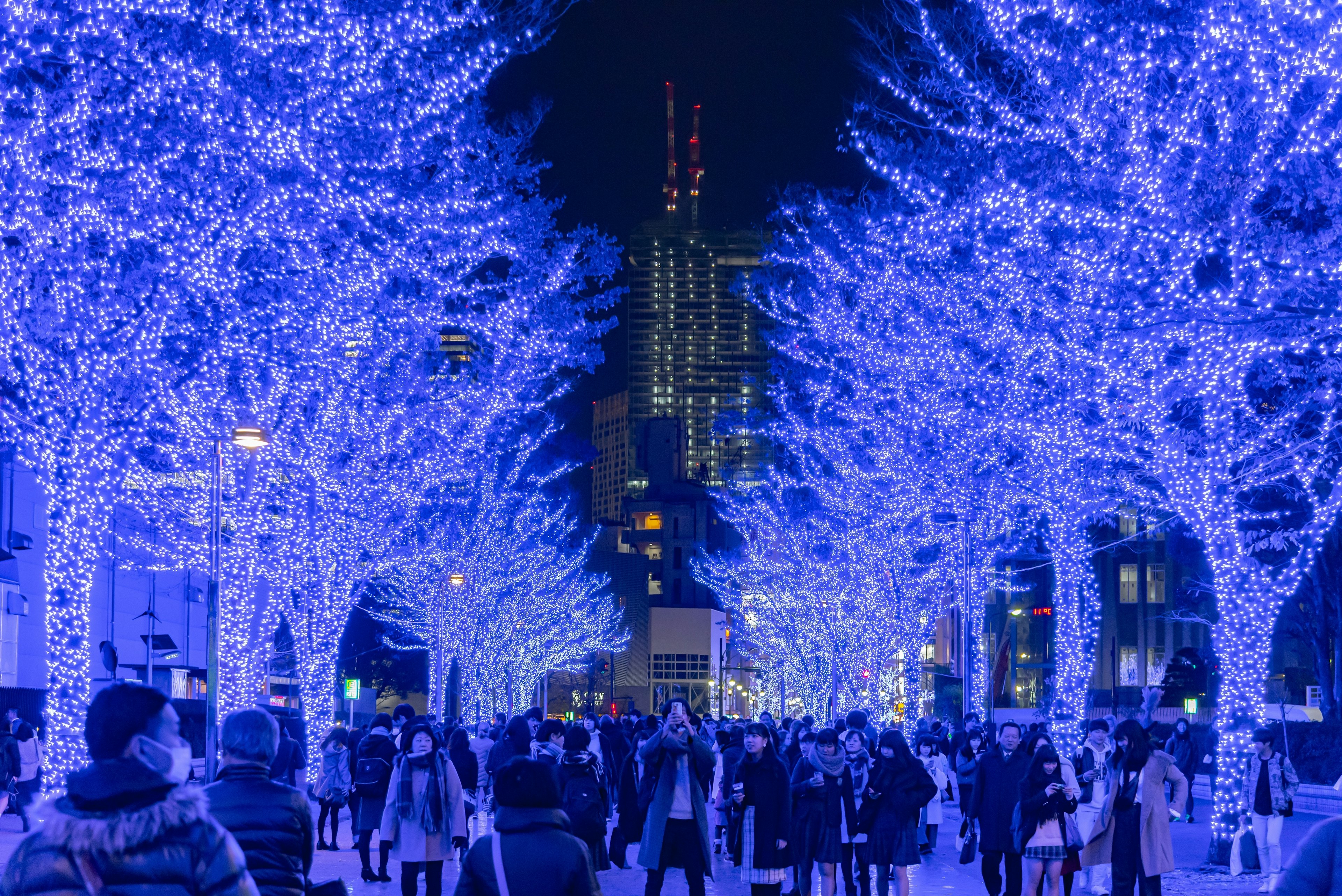 Visitors under trees decorated by colorful lights.