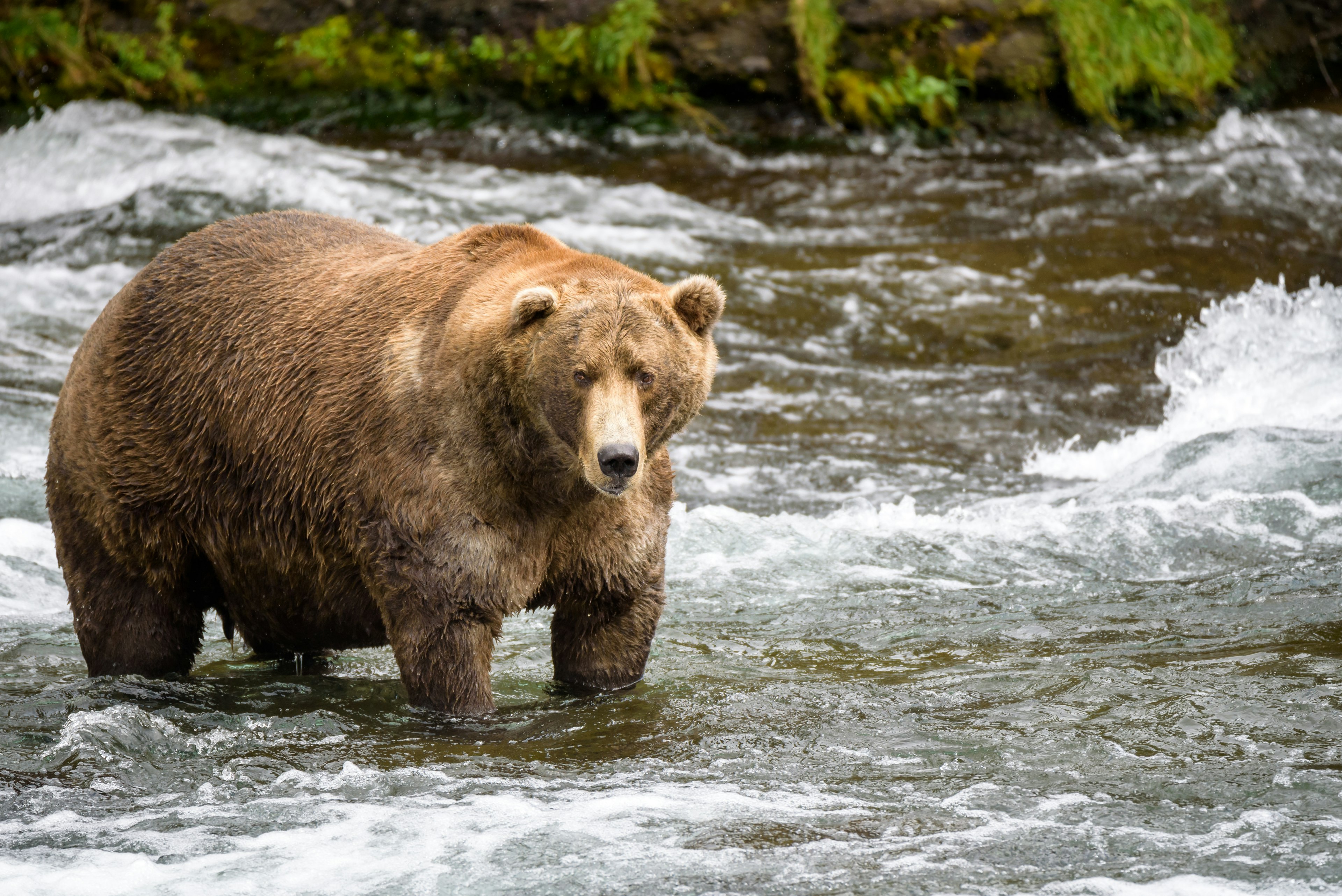 Alaska brown bear fishing in the Brooks River, Katmai National Park & Preserve, Alaska