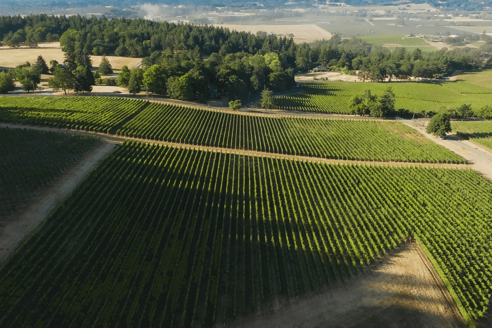 An aerial view of grape vines at Adelsheim Vineyard, Dundee, Willamette Valley, Oregon, USA