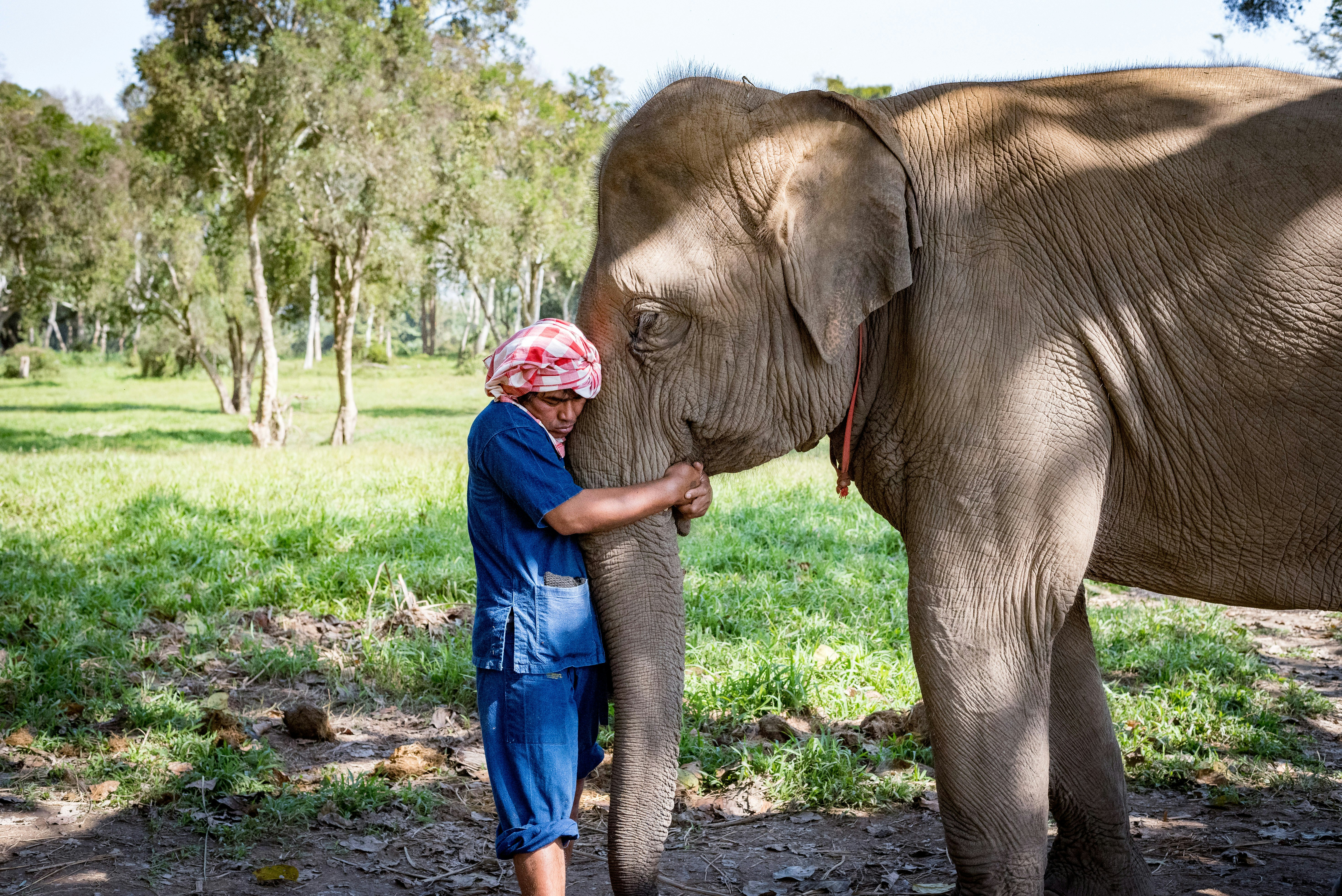 Um cornaca abraça a tromba de seu elefante em um gesto gentil e afetuoso de amor