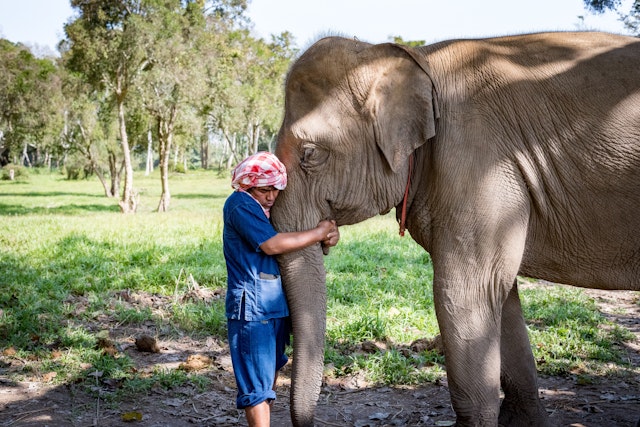 A mahout hugs the trunk of his elephant in a gentle and affectionate gesture of love