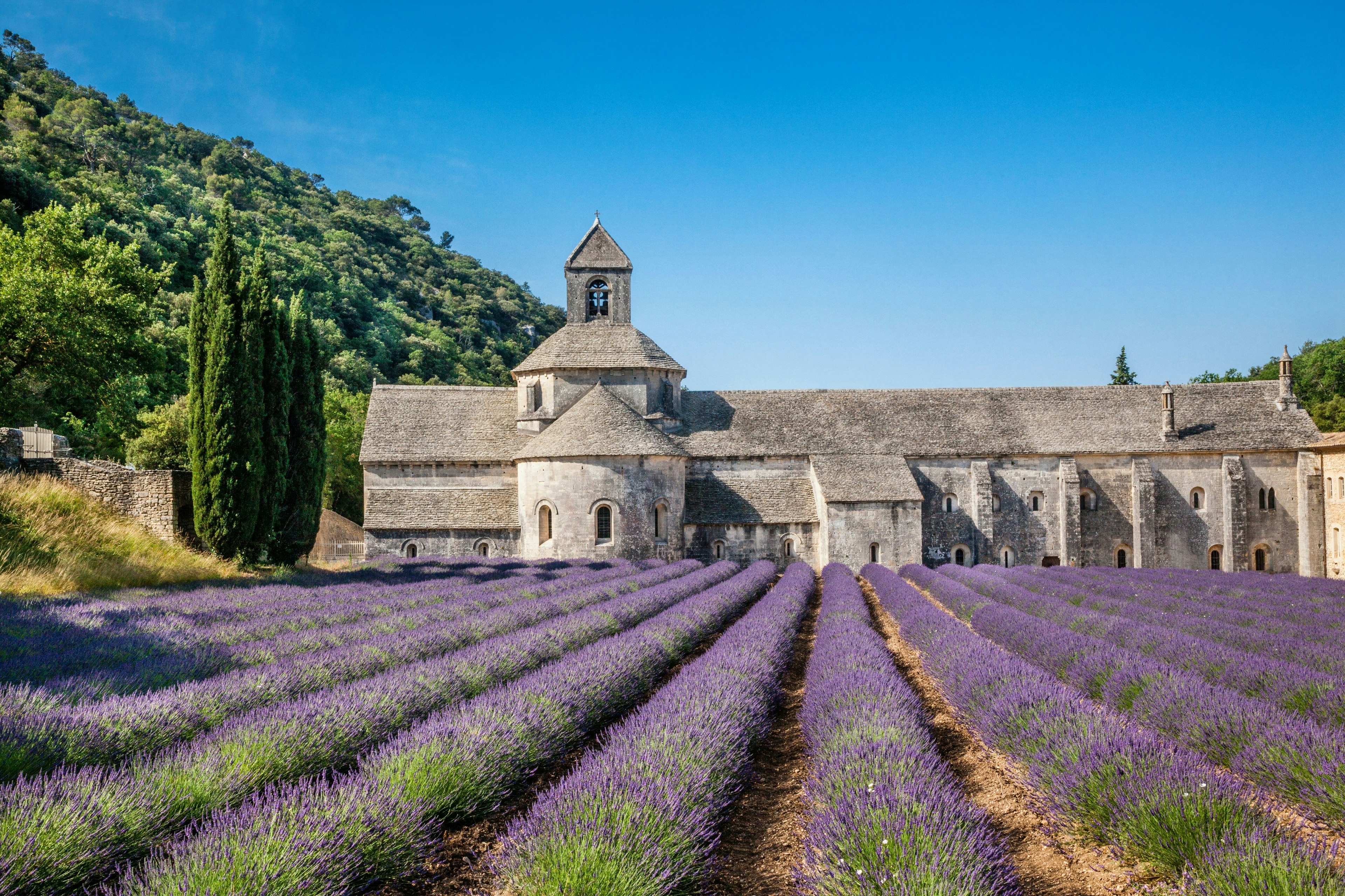 Purple lavender blooms in front of an ancient grey stone abbey.