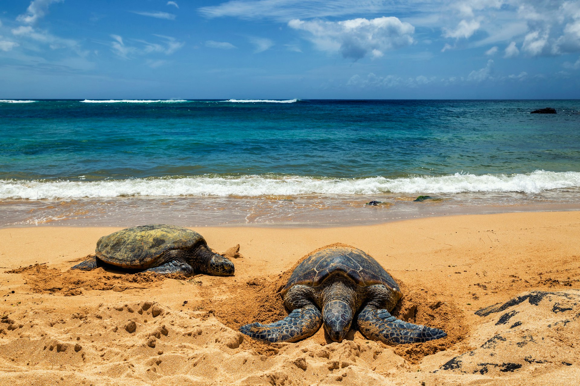 Two sea turtles resting on a sandy beach on a sunny day