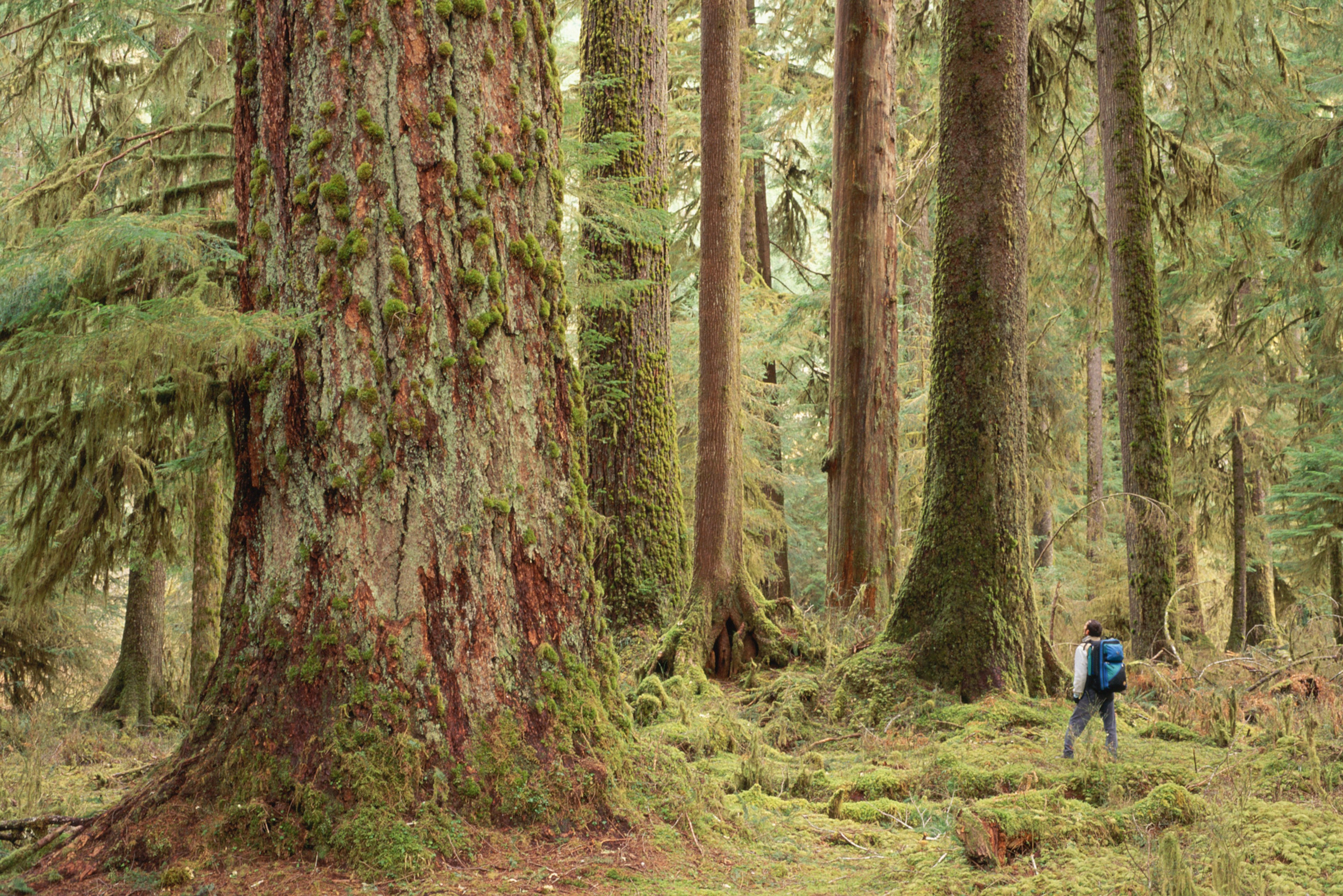 A man stands in rainforest, dwarfed by the tall and wide tree trunks that surround him