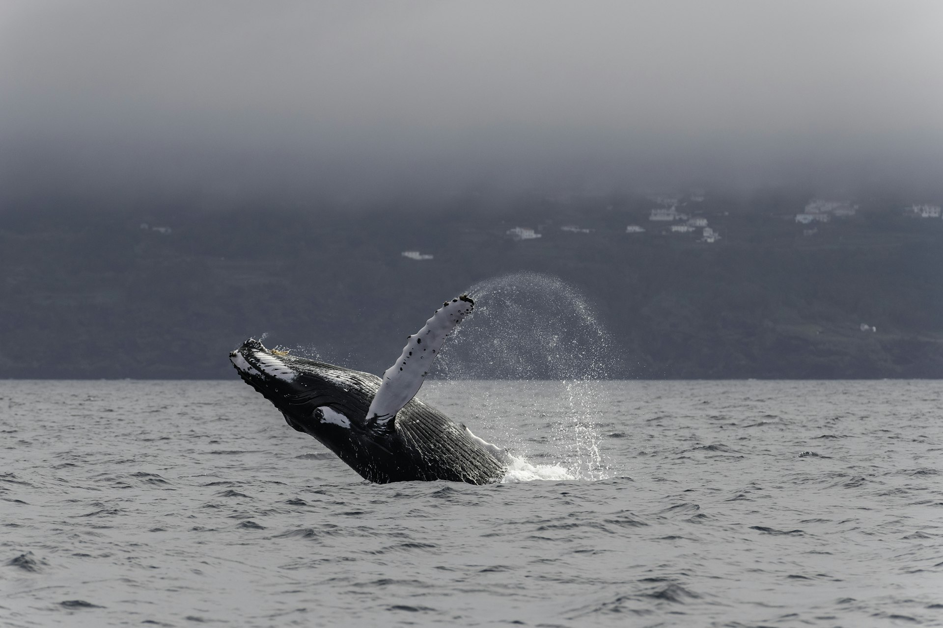A humpback whale breaches the surface of the sea, with Pico island in the background 