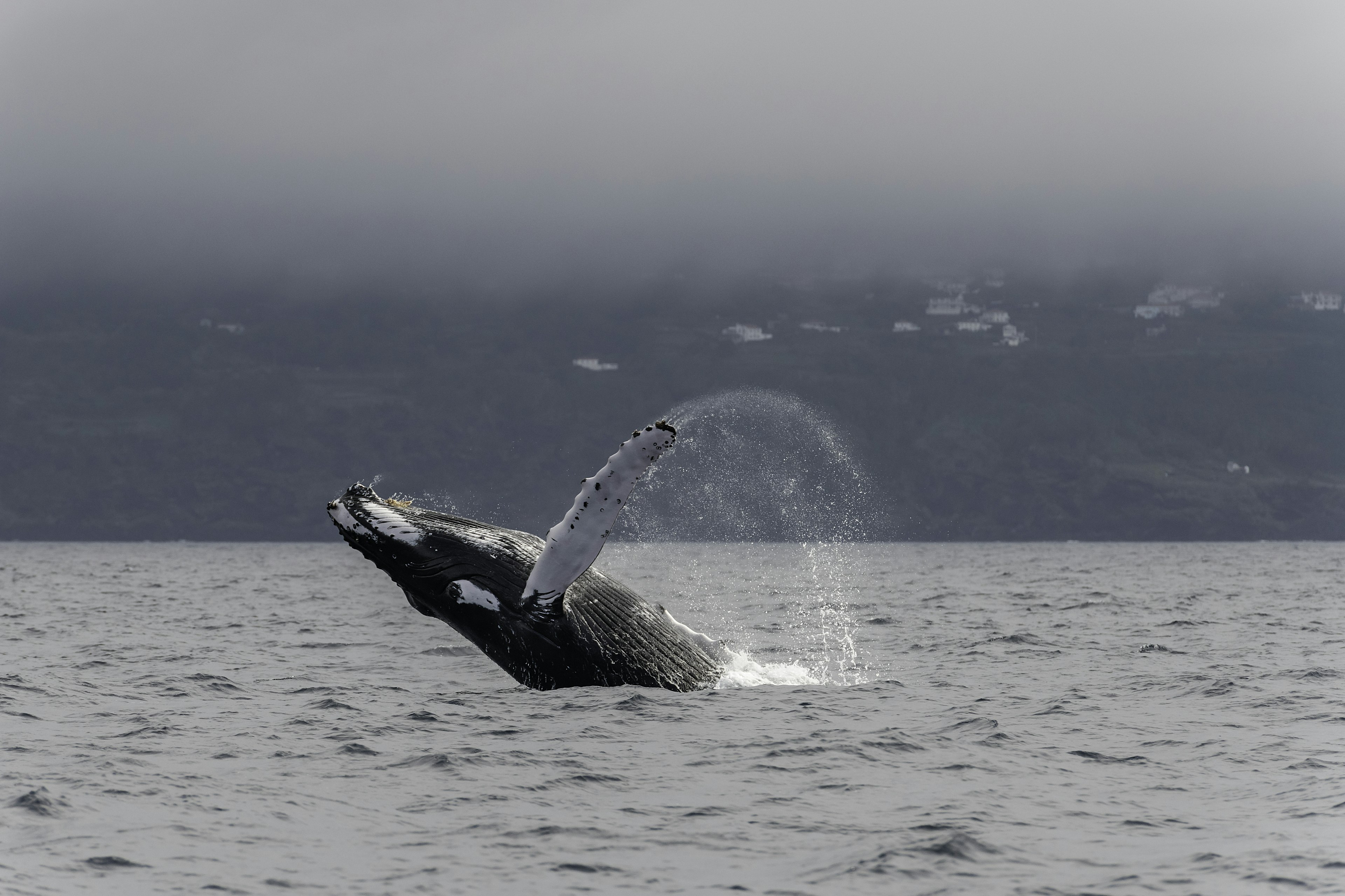 A humpback whale breaches the surface of the sea, with Pico island in the background