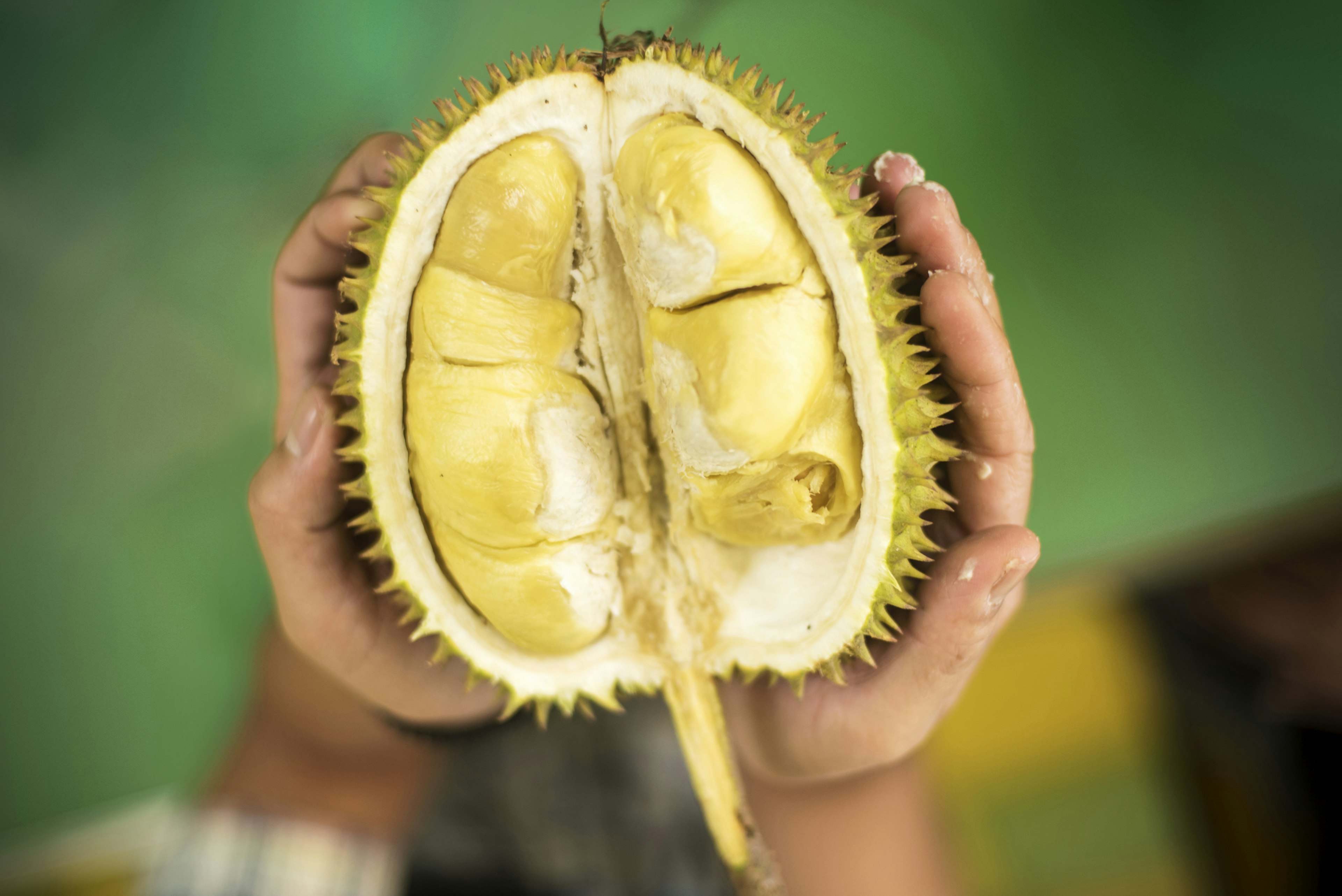 Hands hold a spiky fruit that has been cut in half