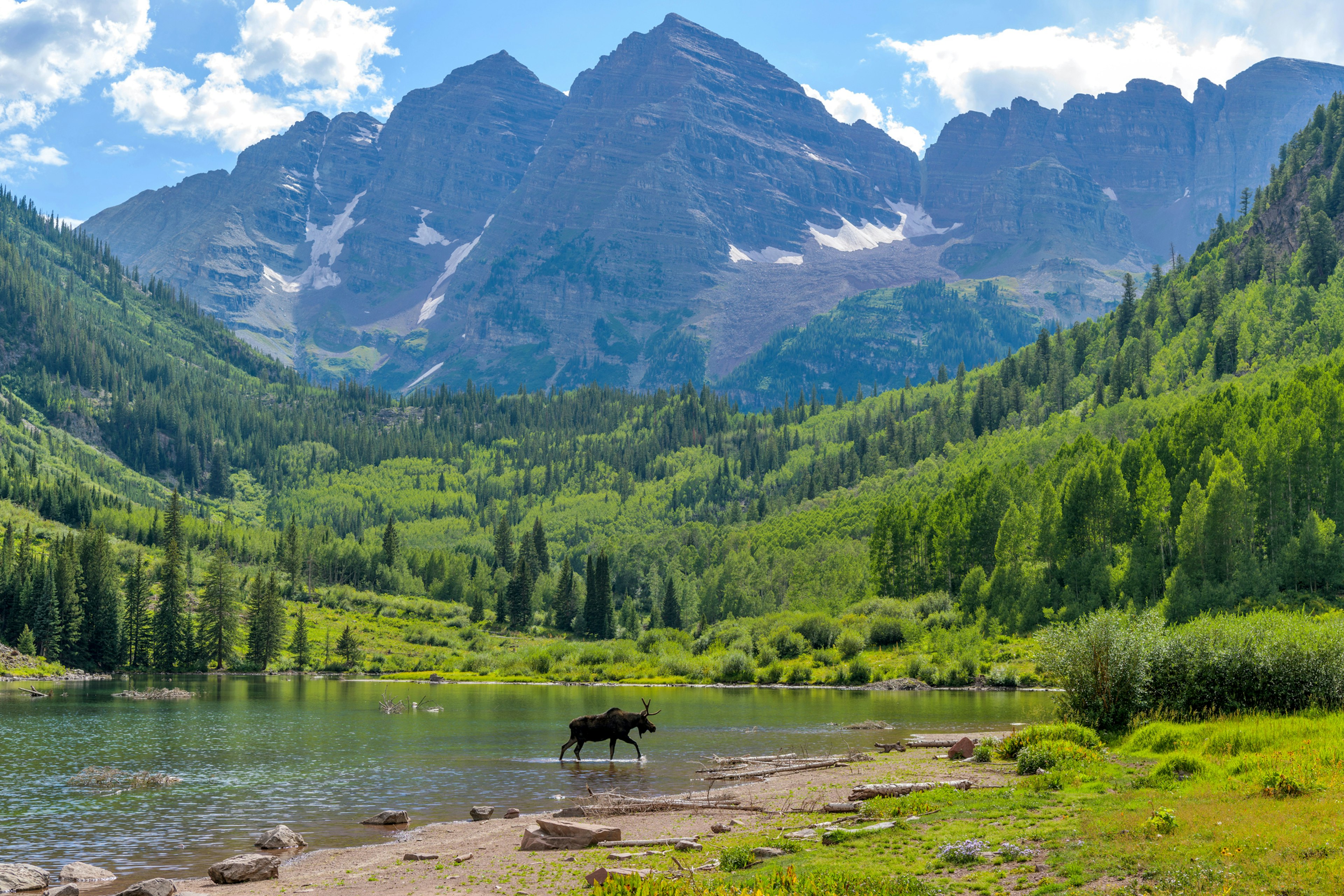 A young moose, with only one antler, walking and feeding in a lake in a mountainous area