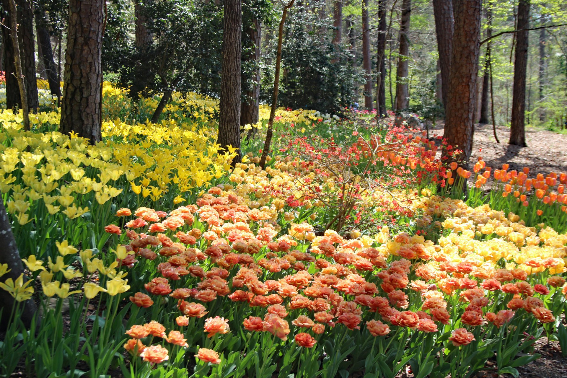 Beautiful colorful tulips and other flowers fill up a woodland underneath the trees. 