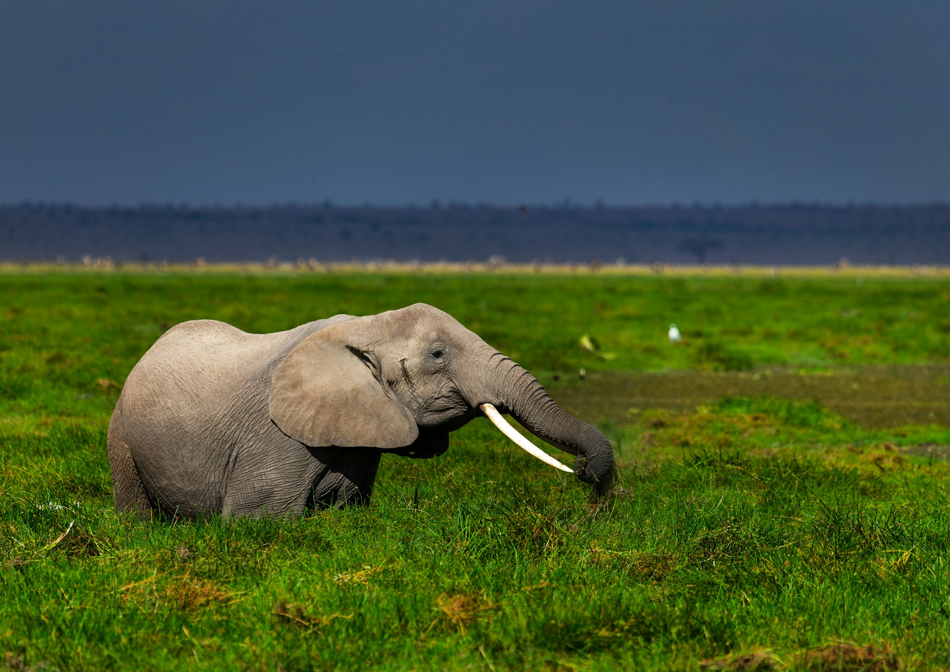 An African elephant feeding in the green grassland, Kajiado County, Amboseli, Kenya