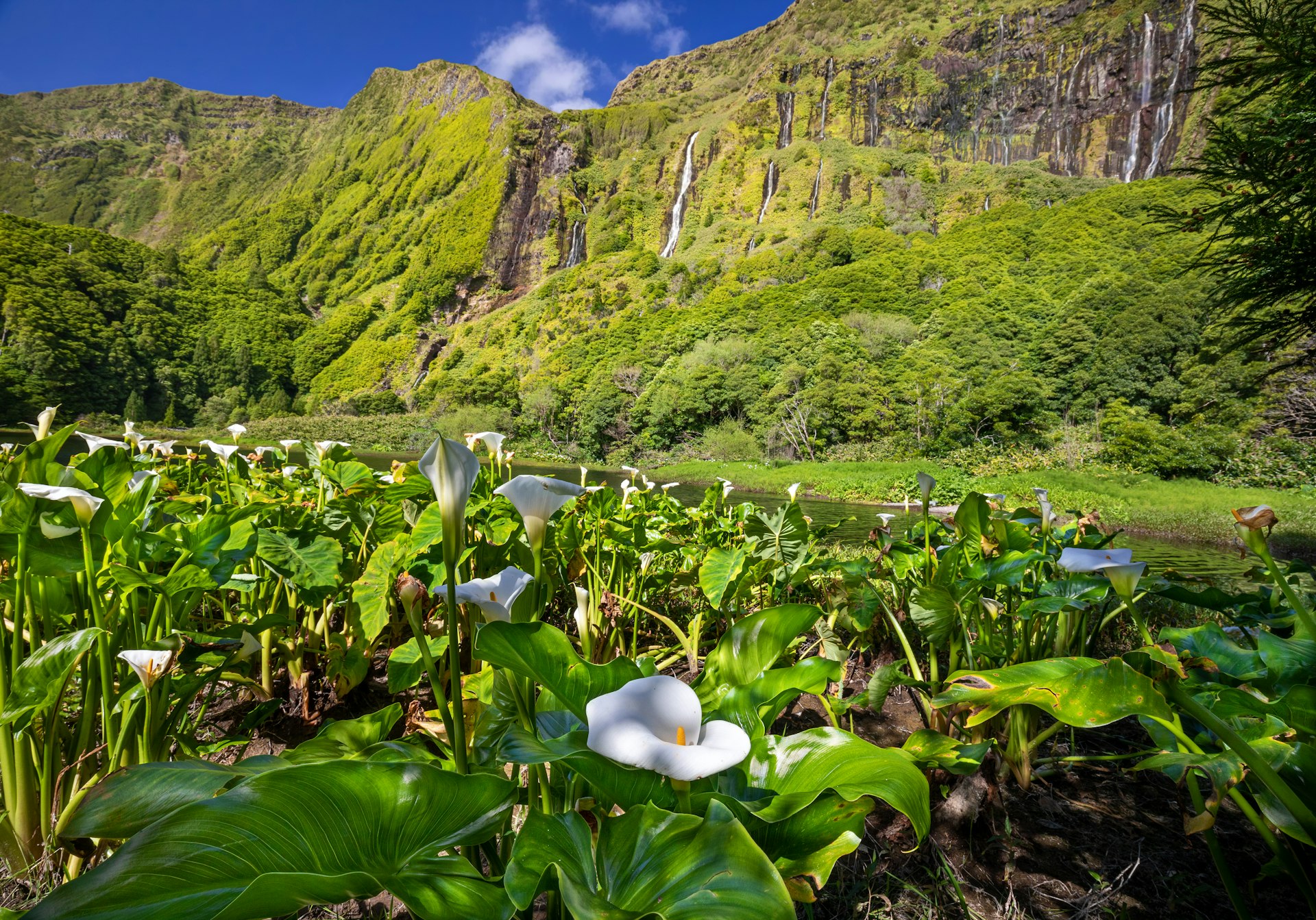 Calla lilies are in the foreground of a verdant tropical landscape, with waterfalls tumbling from the top of a foliage-covered cliff face 