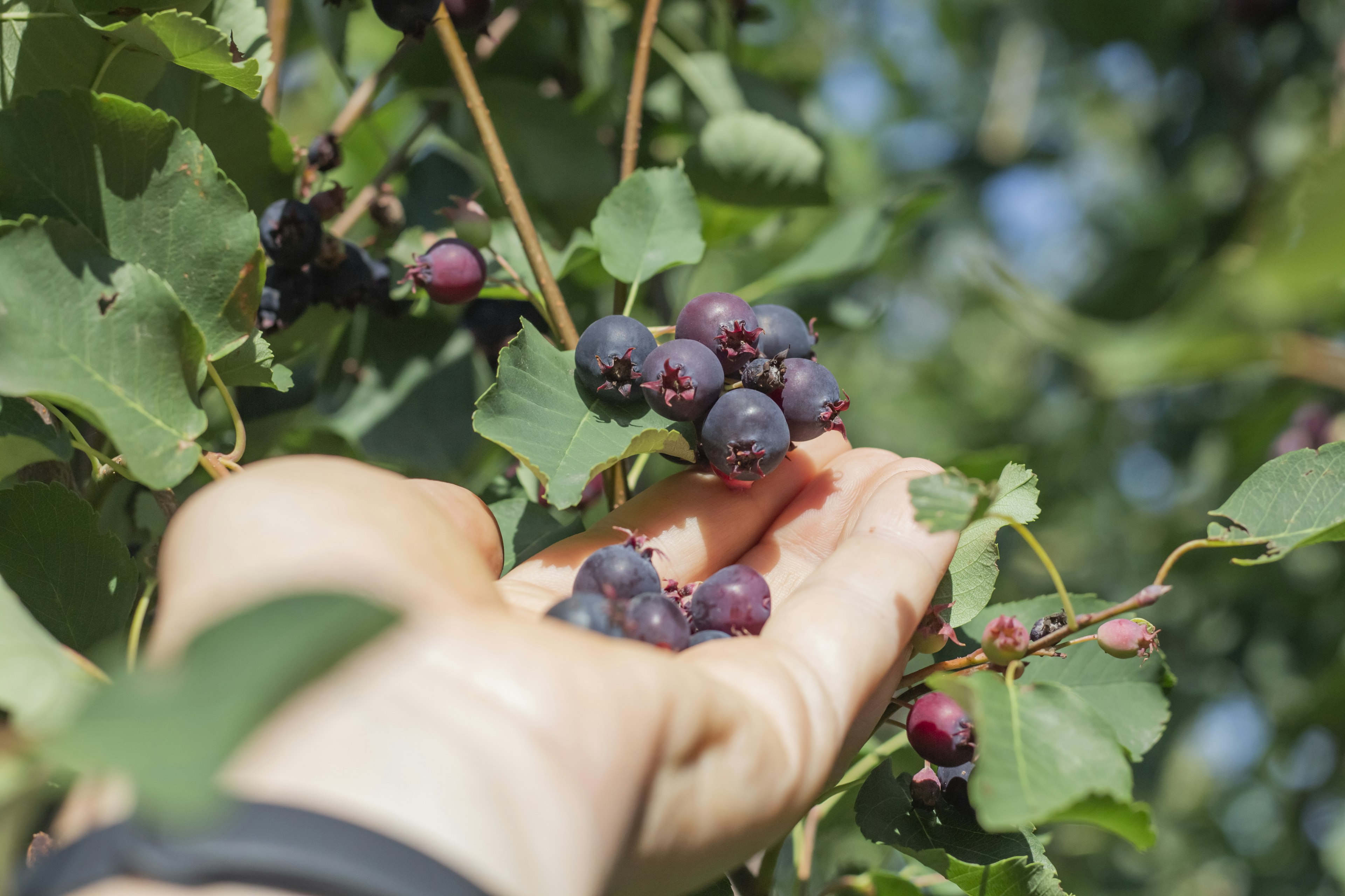 A hand holds a small bunch of red-black berries still attached to a tree