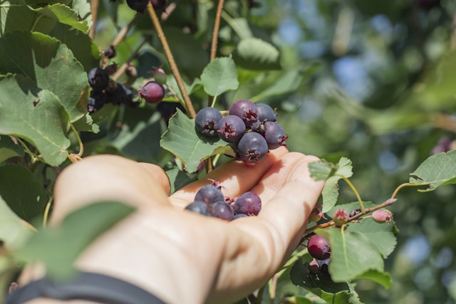 A hand holds a small bunch of red-black berries still attached to a tree