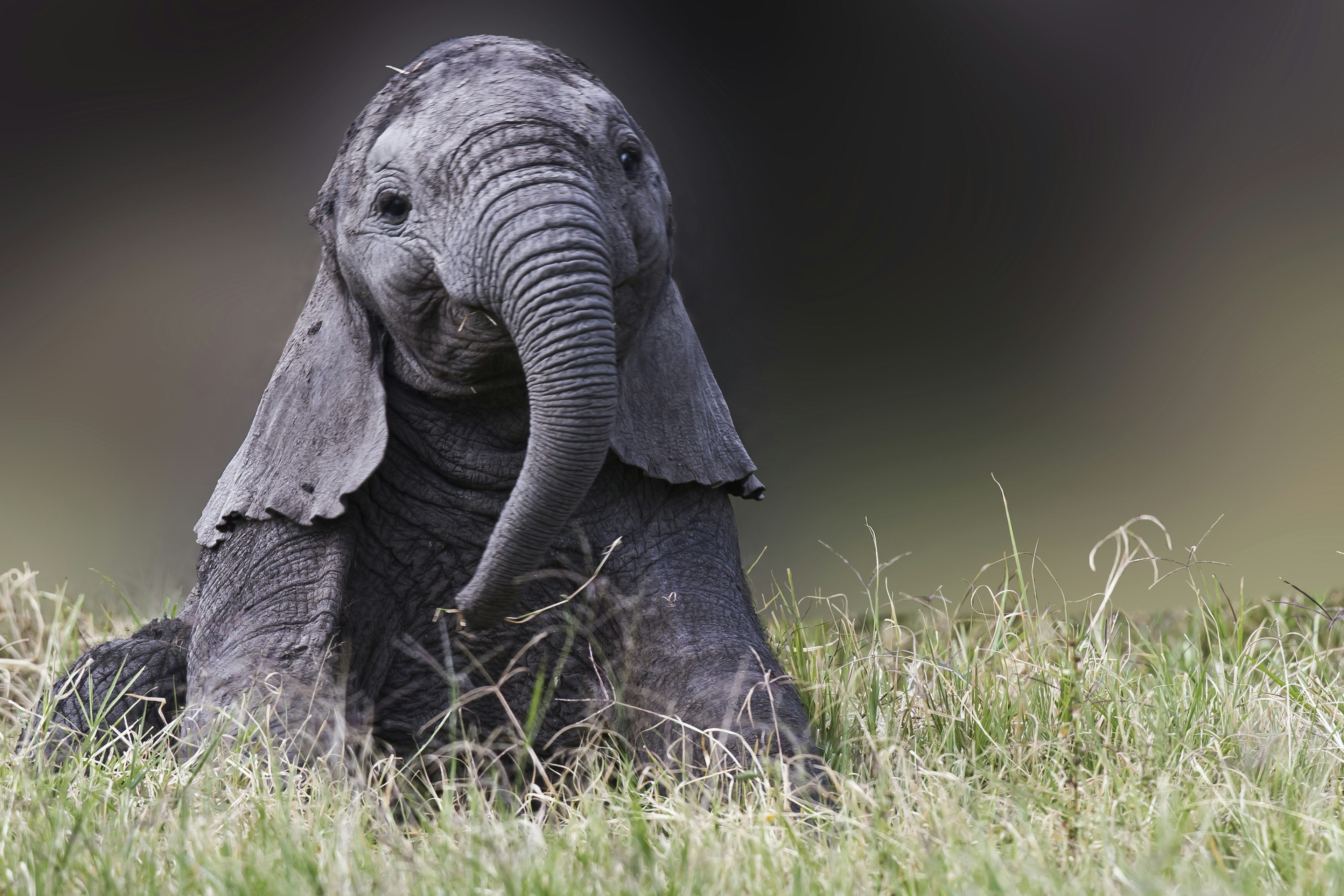 A baby elephant playing, Masai Mara National Reserve, Kenya