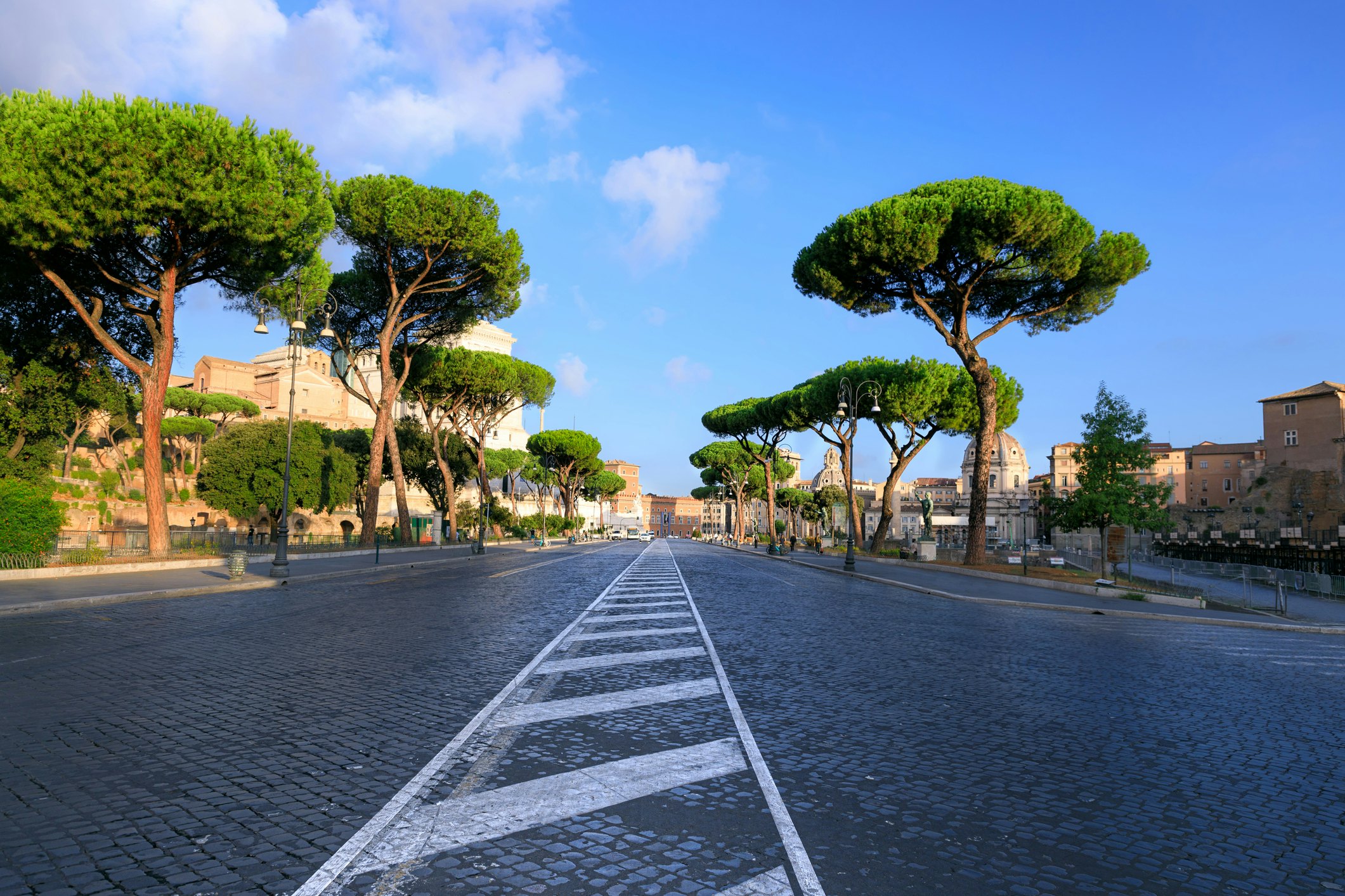 A long straight road lined with trees with an umbrella-like canopy