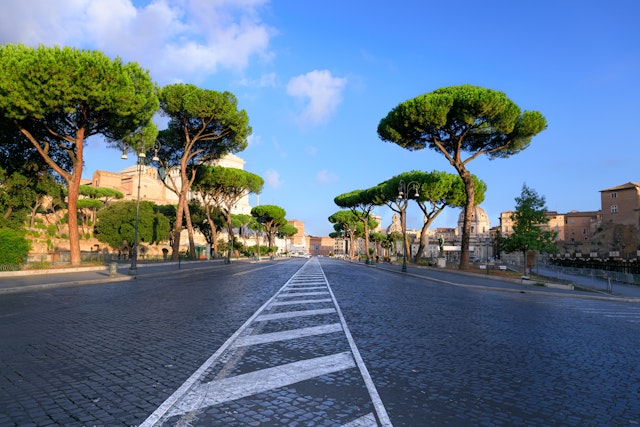 A long straight road lined with trees with an umbrella-like canopy