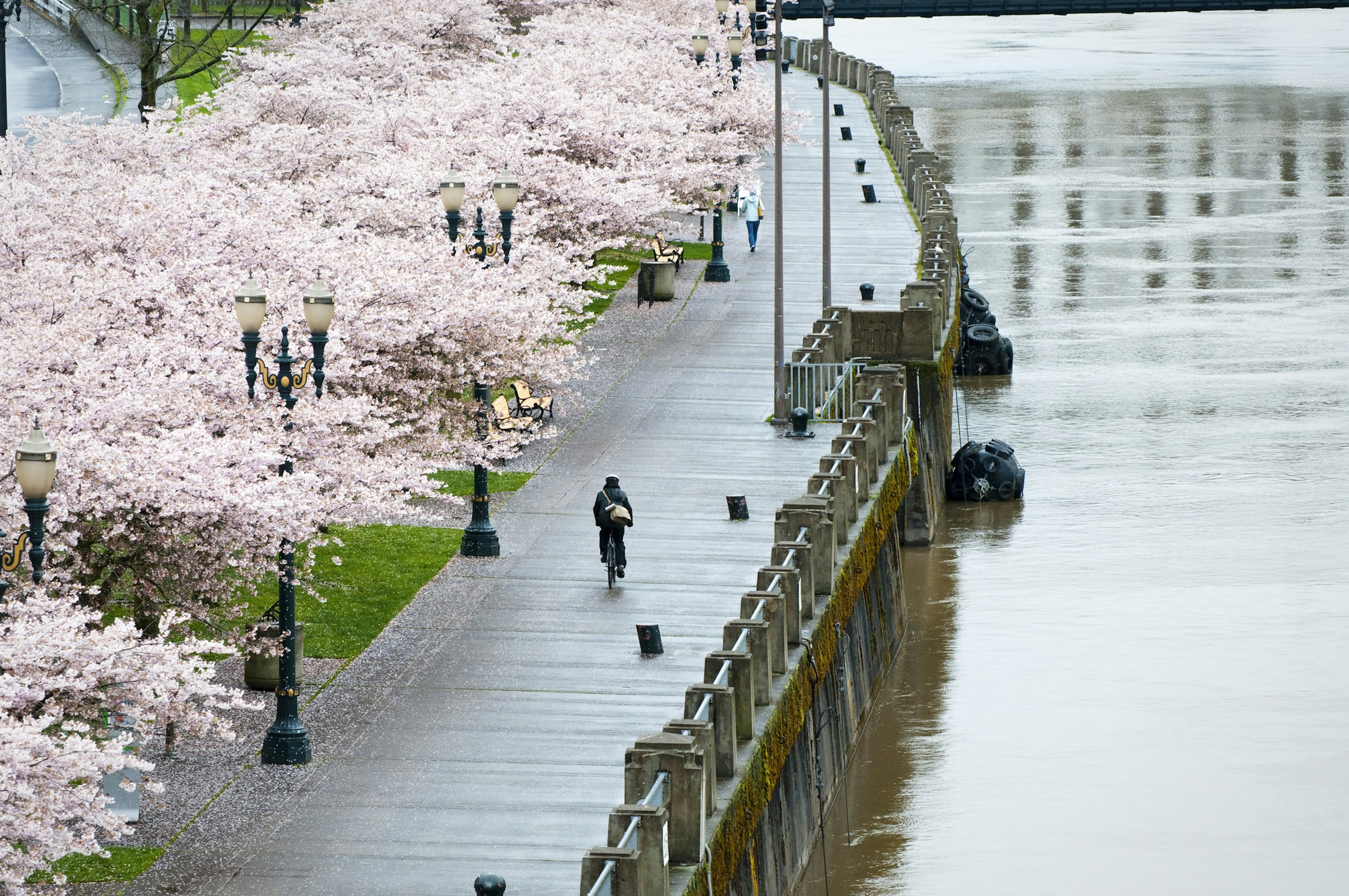 A cyclist rides along a path in a city's riverside park