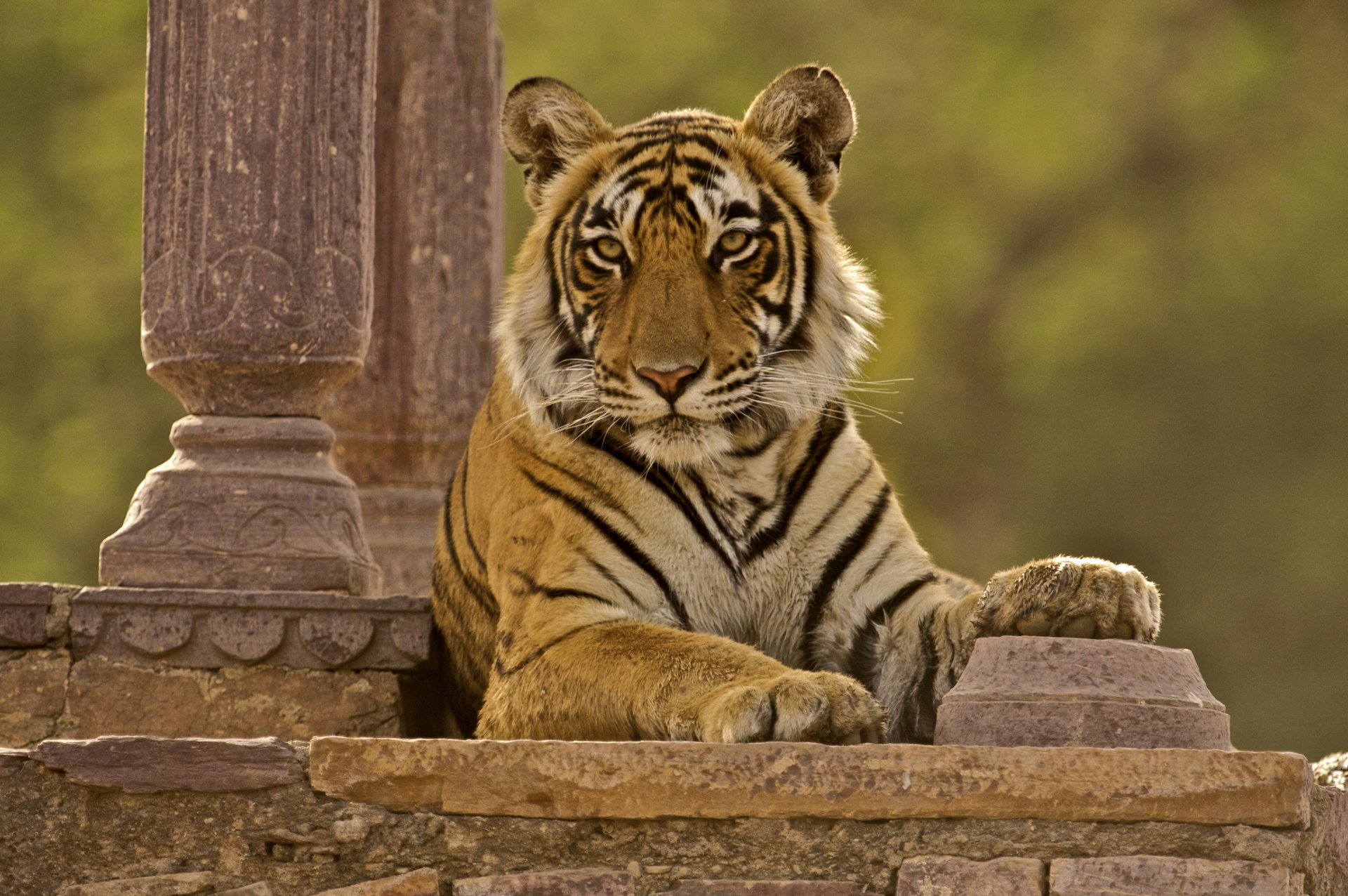 Tigre sentado em um chattri ou palácio em ruínas no Parque Nacional de Ranthambore, Rajastão, Índia