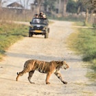 A Tiger crossing ahead of a safari vehicle, right in front of the forest resort at the Jim Corbett National  Park
1748036124