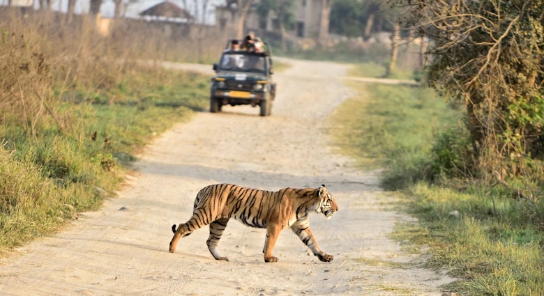 A Tiger crossing ahead of a safari vehicle, right in front of the forest resort at the Jim Corbett National  Park
1748036124