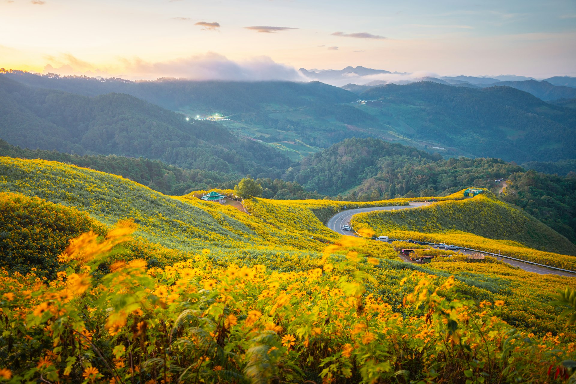 Yellow flowers grow on the hills of Thailand with a road curving through the background. 