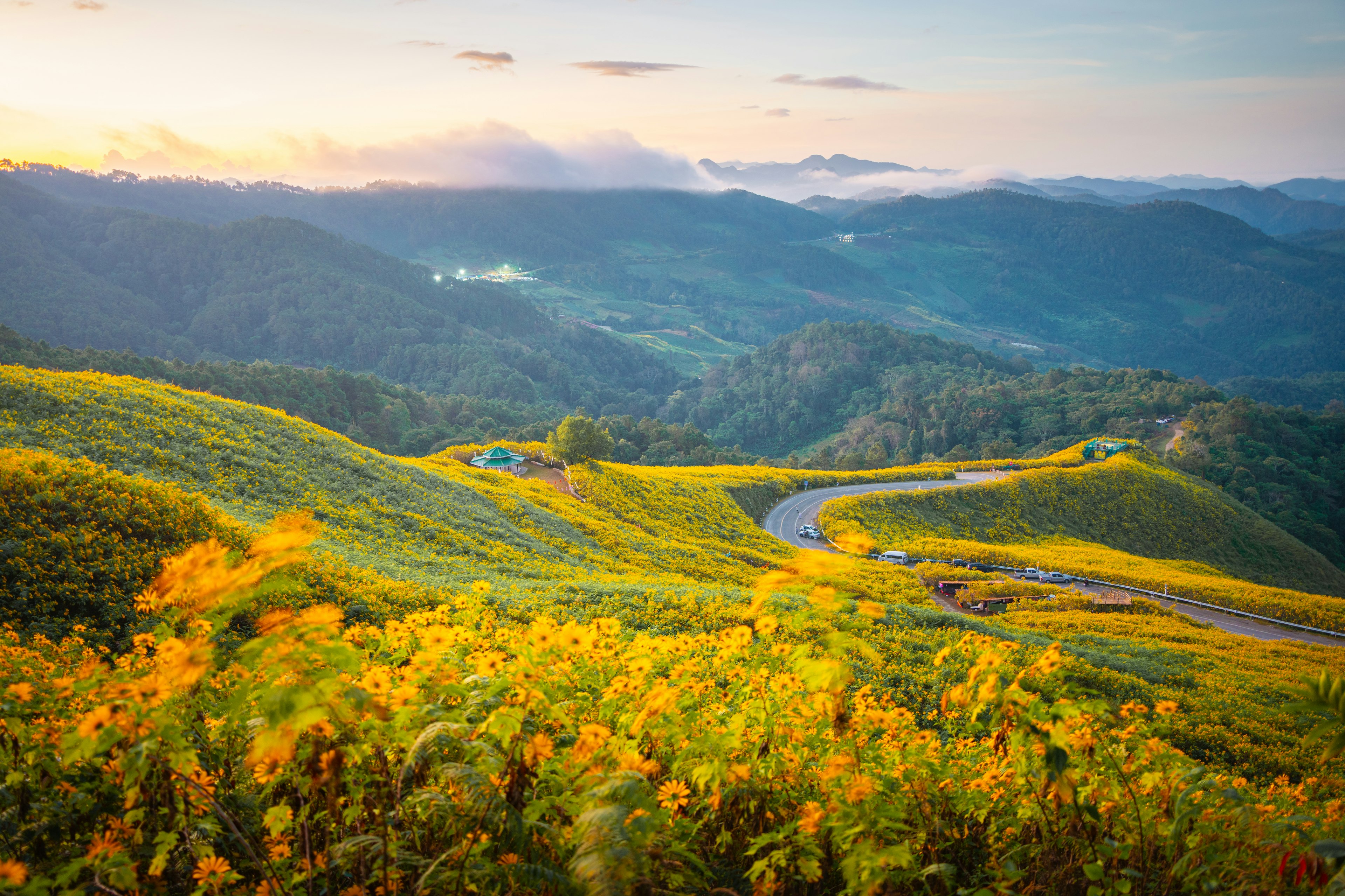 Yellow flowers grow on the hills of Thailand with a road curving through the background.