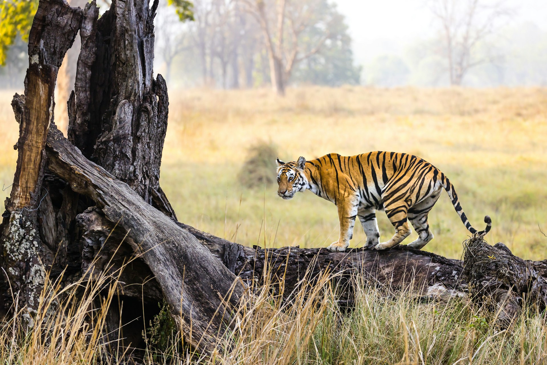 Um tigre de Bengala adulto, uma fêmea de 11 anos chamada Neelam, no topo de um tronco de árvore caído na Reserva de Tigres de Kanha, Madhya Pradesh, Índia