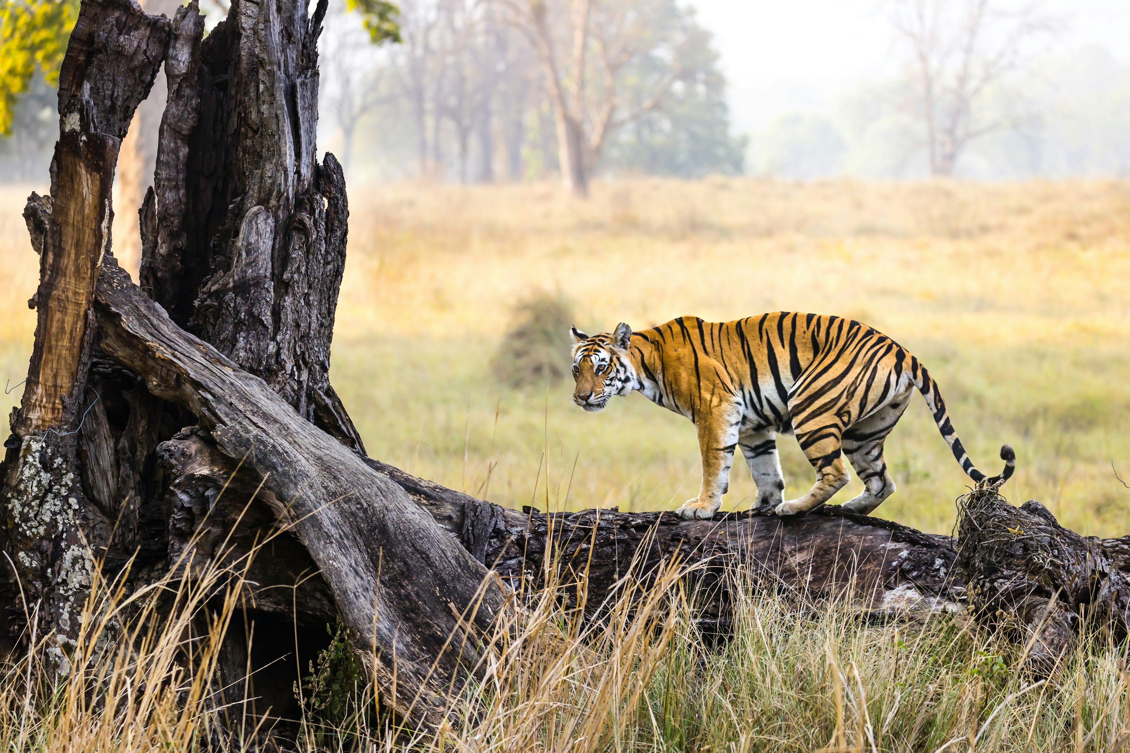 Madhya Pradesh's national parks are great places to come face-to-face with a tiger. Manuel Romaris/Getty Images