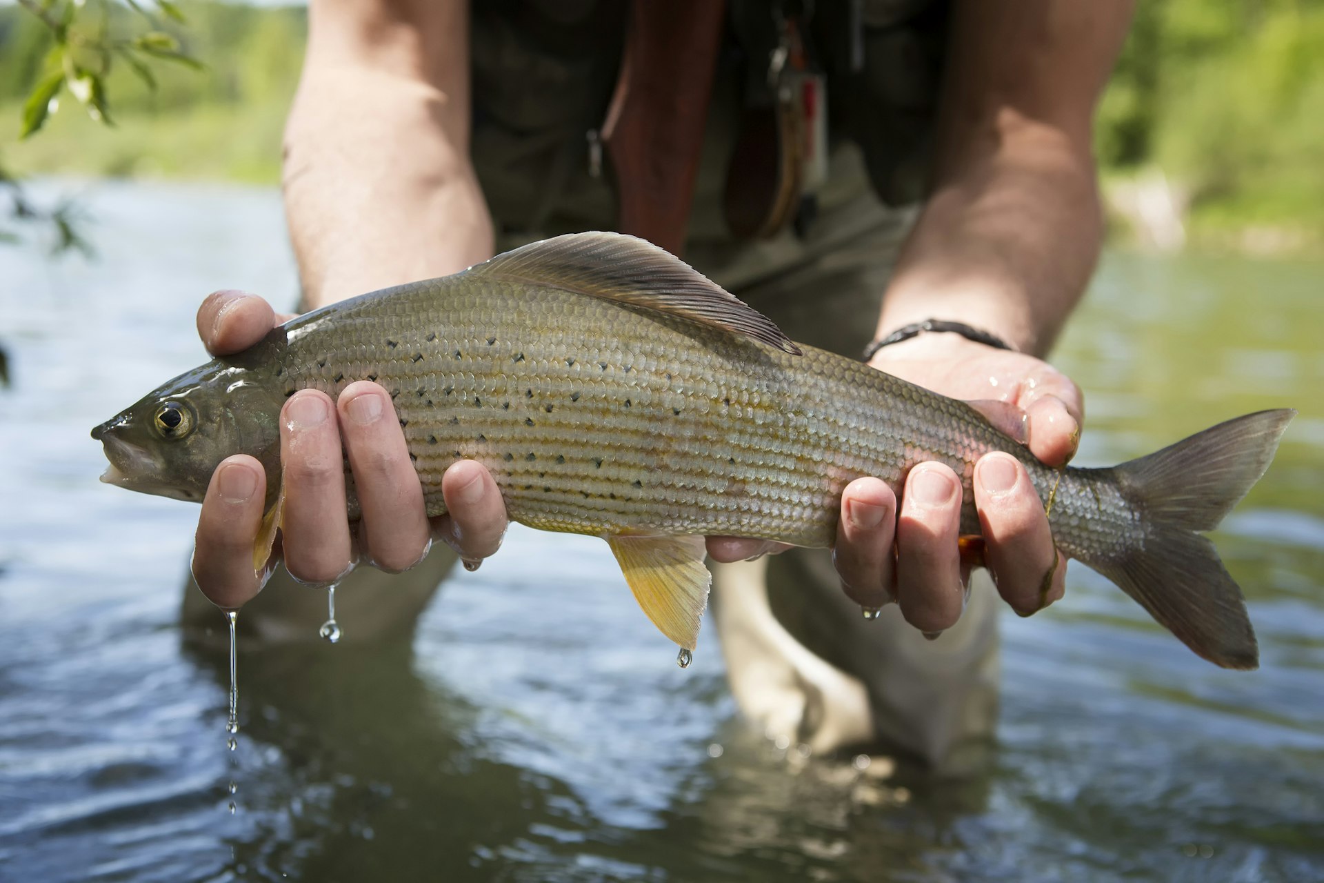 A man holding a grayling from a river in Alaska