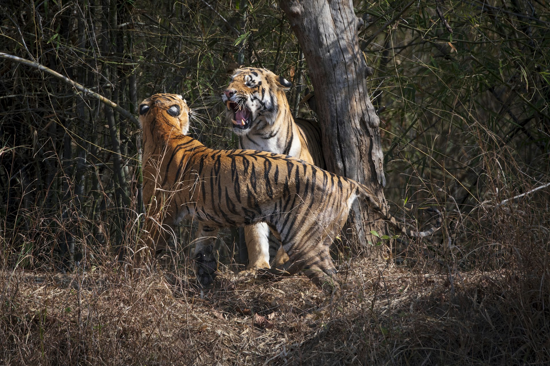 Wild Bengal tigers mating in Tadoba Andhari Tiger Reserve, Maharashtra, India