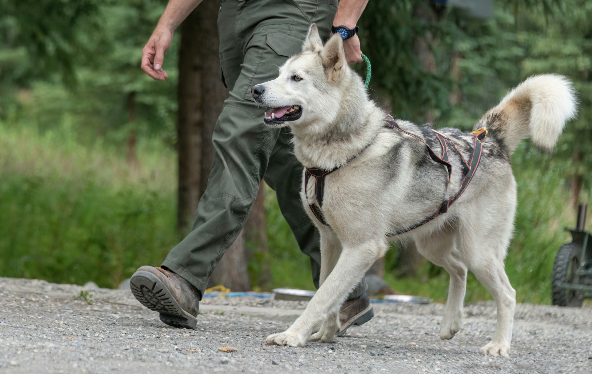 A husky dog in Denali National Park with a ranger holding its lead