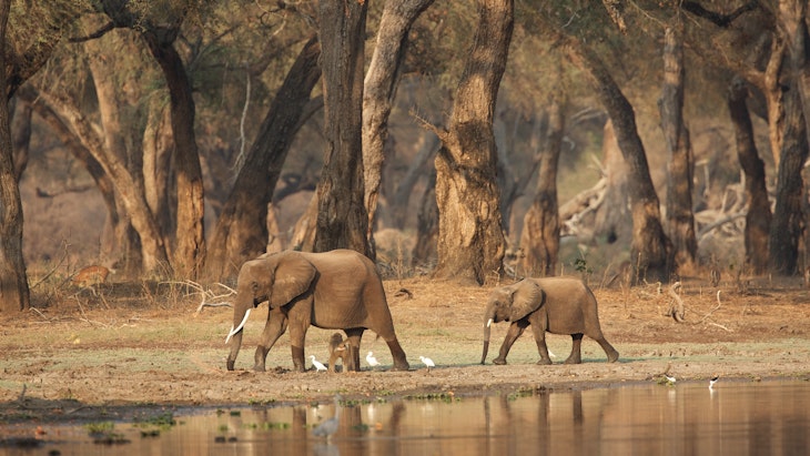 safari en south africa