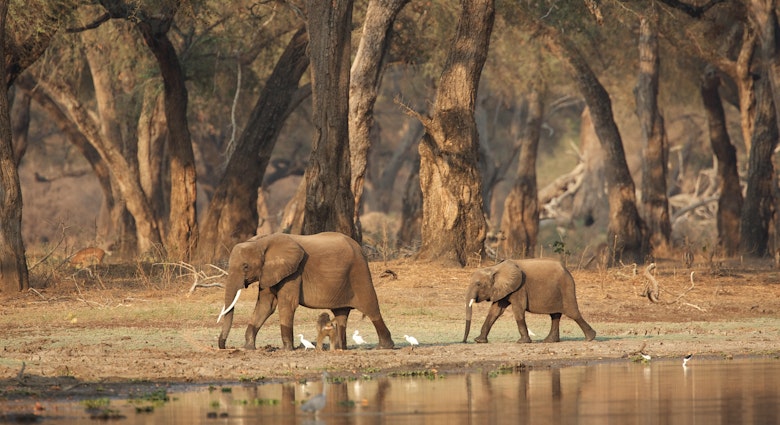 African elephants - Loxodonta africana - walking past a waterhole in acacia woodlands at dawn,  Mana Pools National Park, Zimbabwe, Africa
Animal,  Bird,  Elephant,  Field,  Grassland,  Mammal,  Nature,  Outdoors,  Savanna,  Tree,  Vegetation,  Wildlife