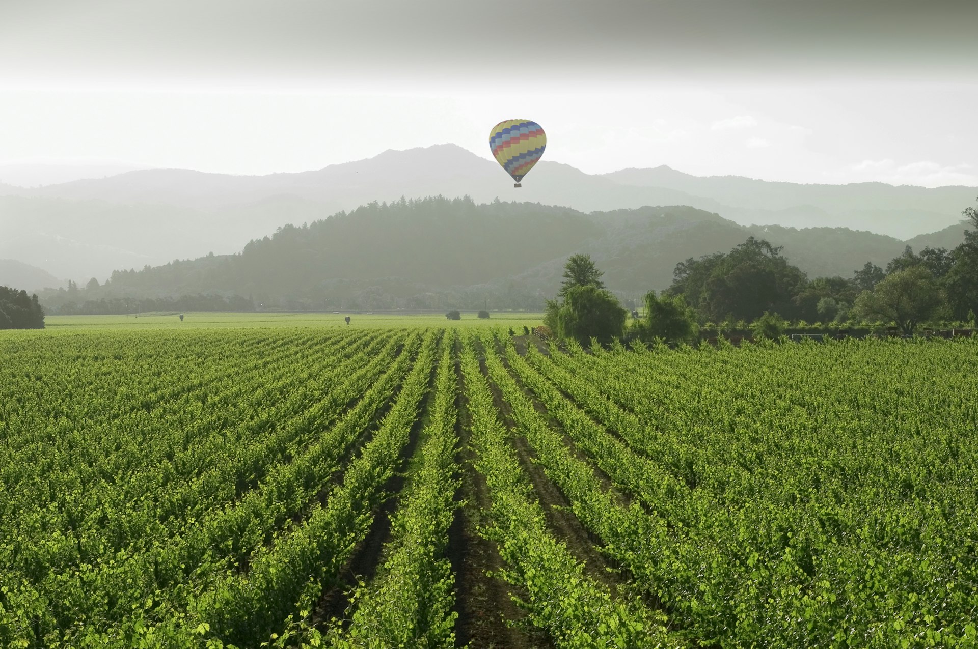 Hot air balloon floats over a vineyard in Napa Valley, California, USA