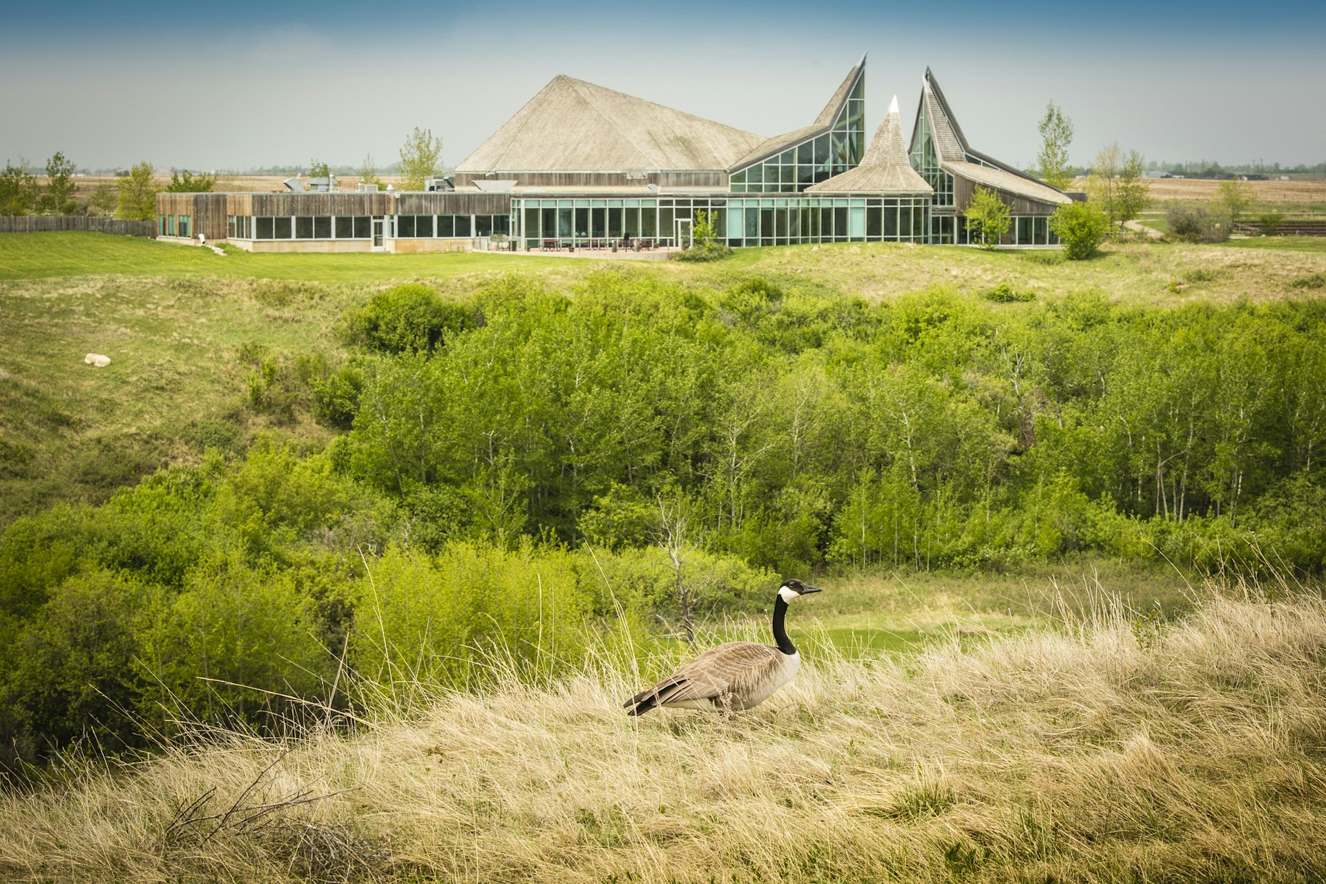 A large building set in a bucolic landscape with a goose strolling in the foreground 