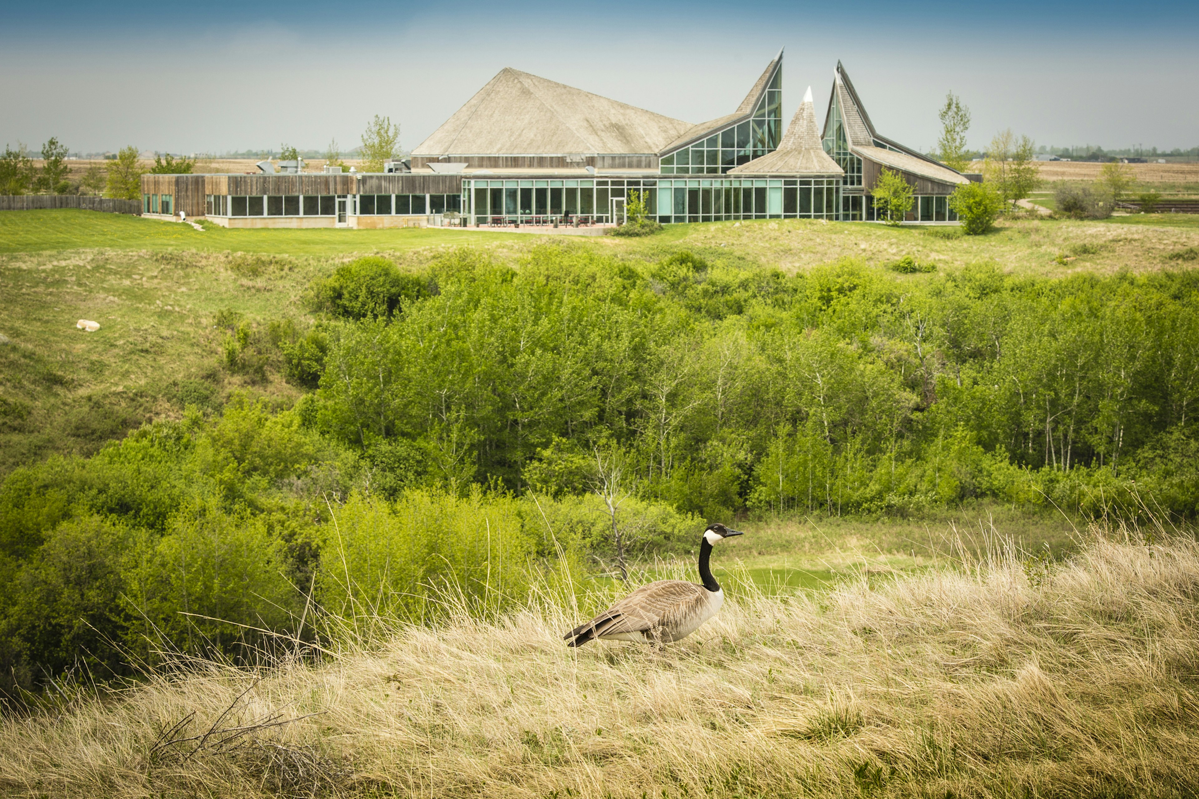 A large building set in a bucolic landscape with a goose strolling in the foreground