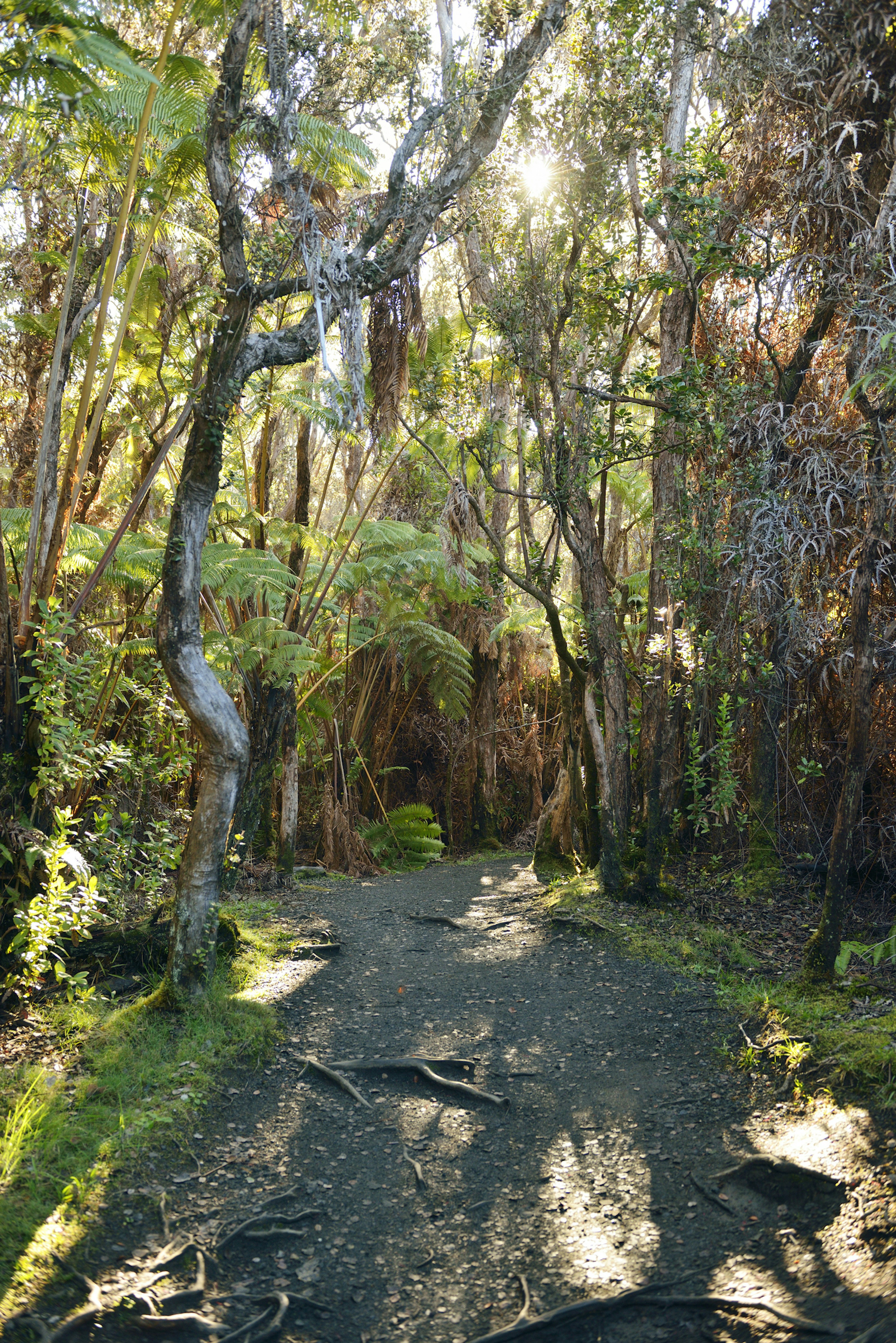 Hawaii Volcanoes National Park forest