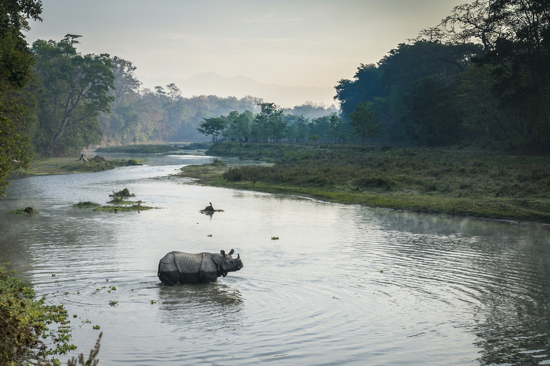 Um rinoceronte atravessando o rio ao nascer do sol, Parque Nacional de Chitwan, Nepal