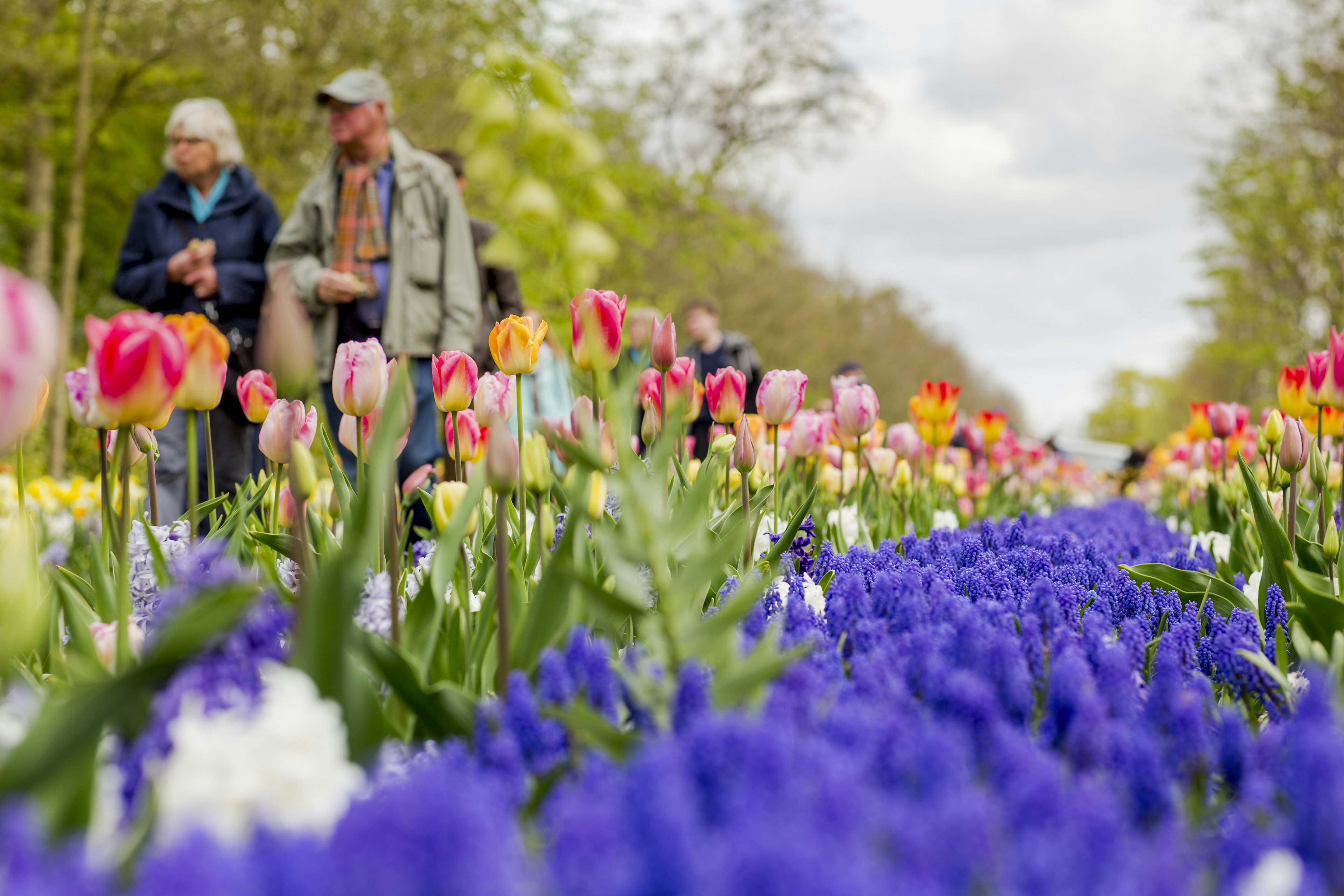 Keukenhof Gardens, the largest flower garden in the world