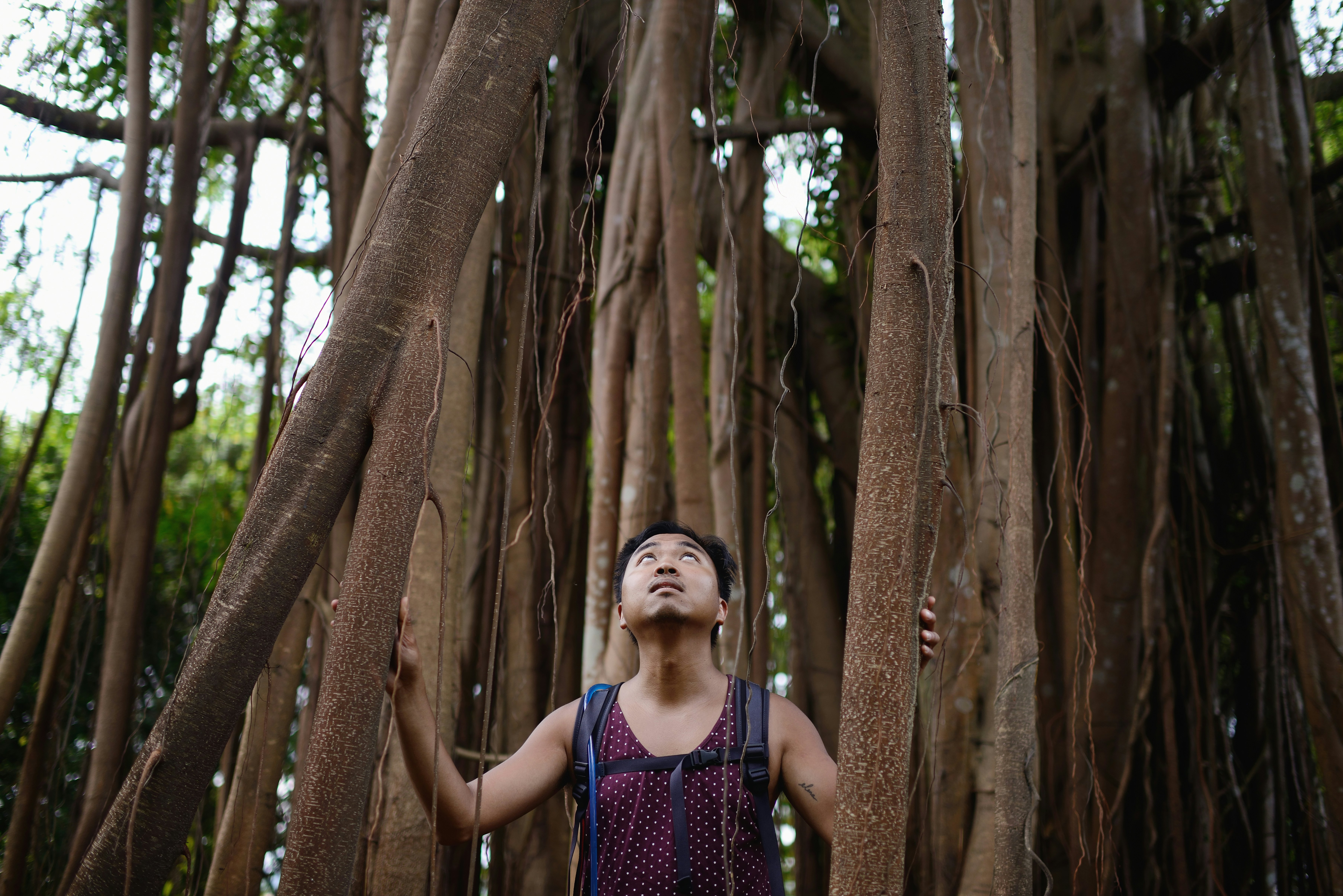 A man looks up at the roots of a rubber tree in Pulau Ubin