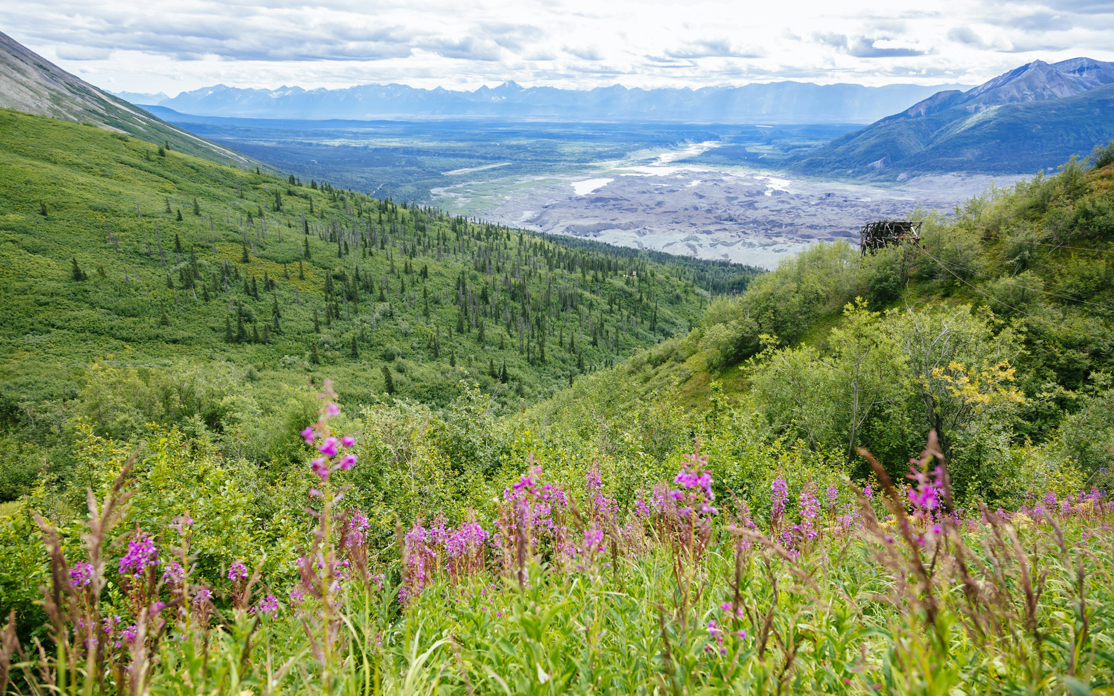 A meadow of flowers with a distant glacier and mountains