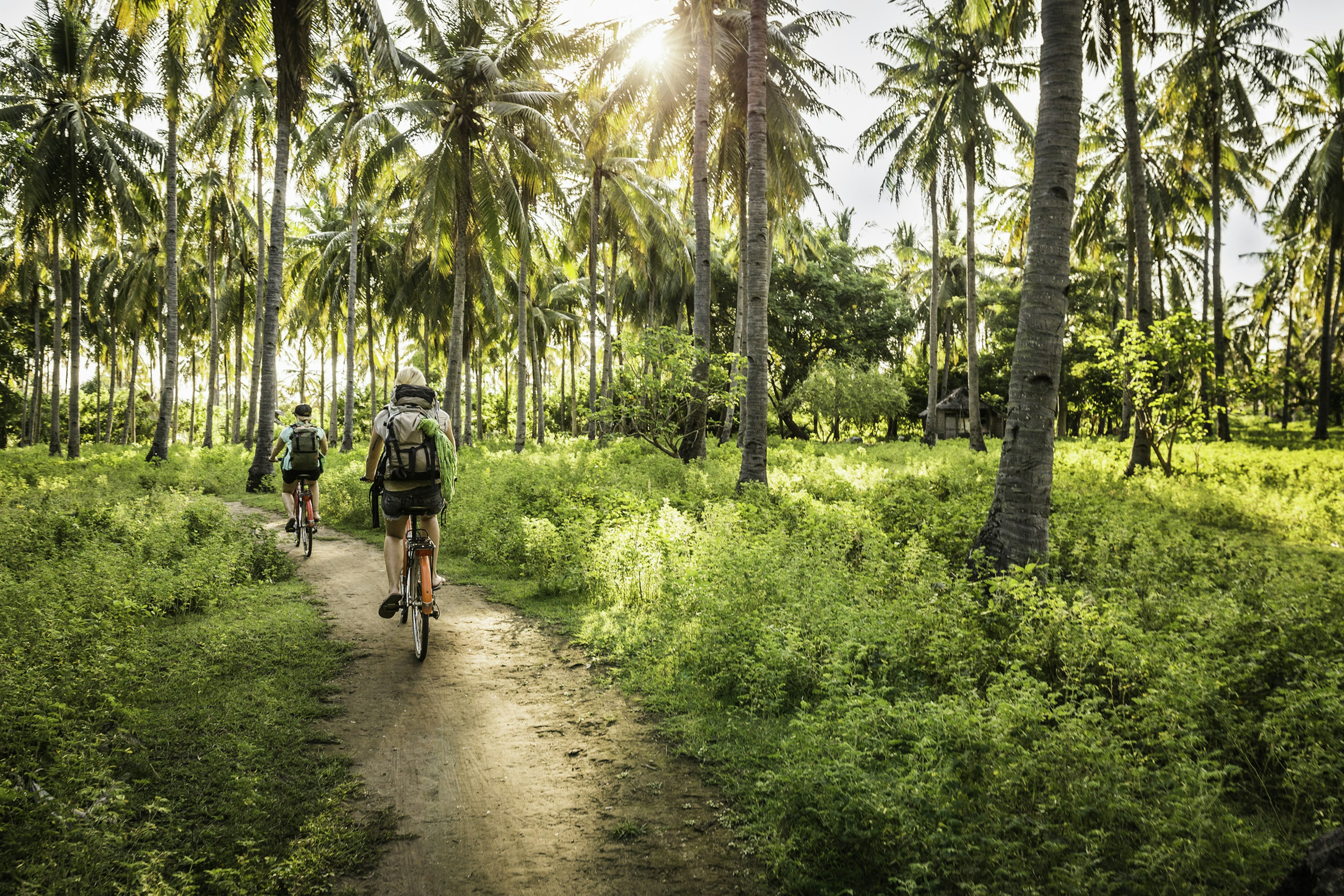 Two people ride bicycles down a dirt path through a glad of palm trees