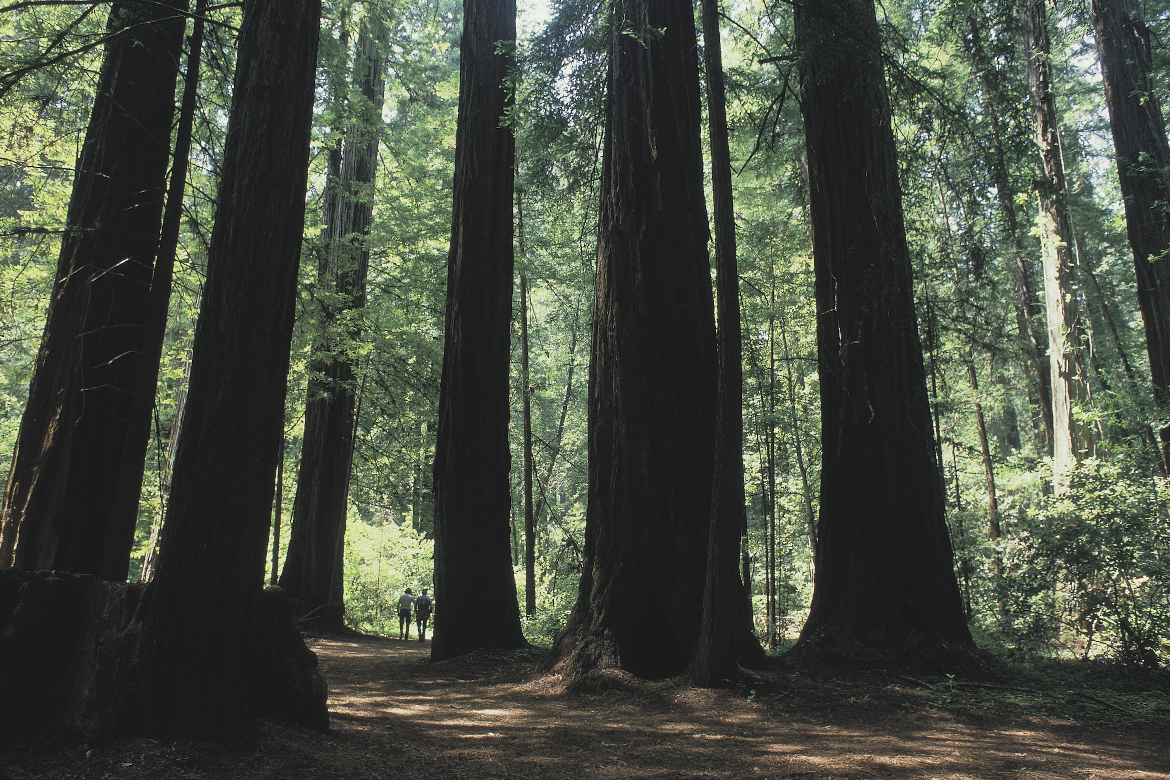 Two hikers are dwarfed by the redwood trees surrounding them in a forest