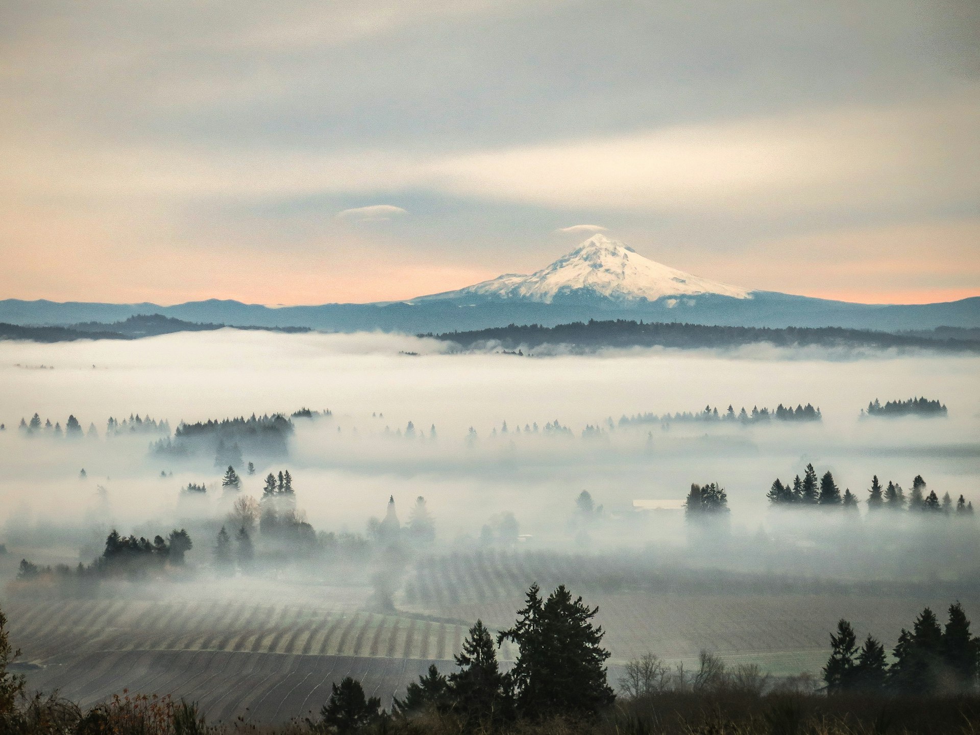 A snow-capped mountain rises above a misty vineyard