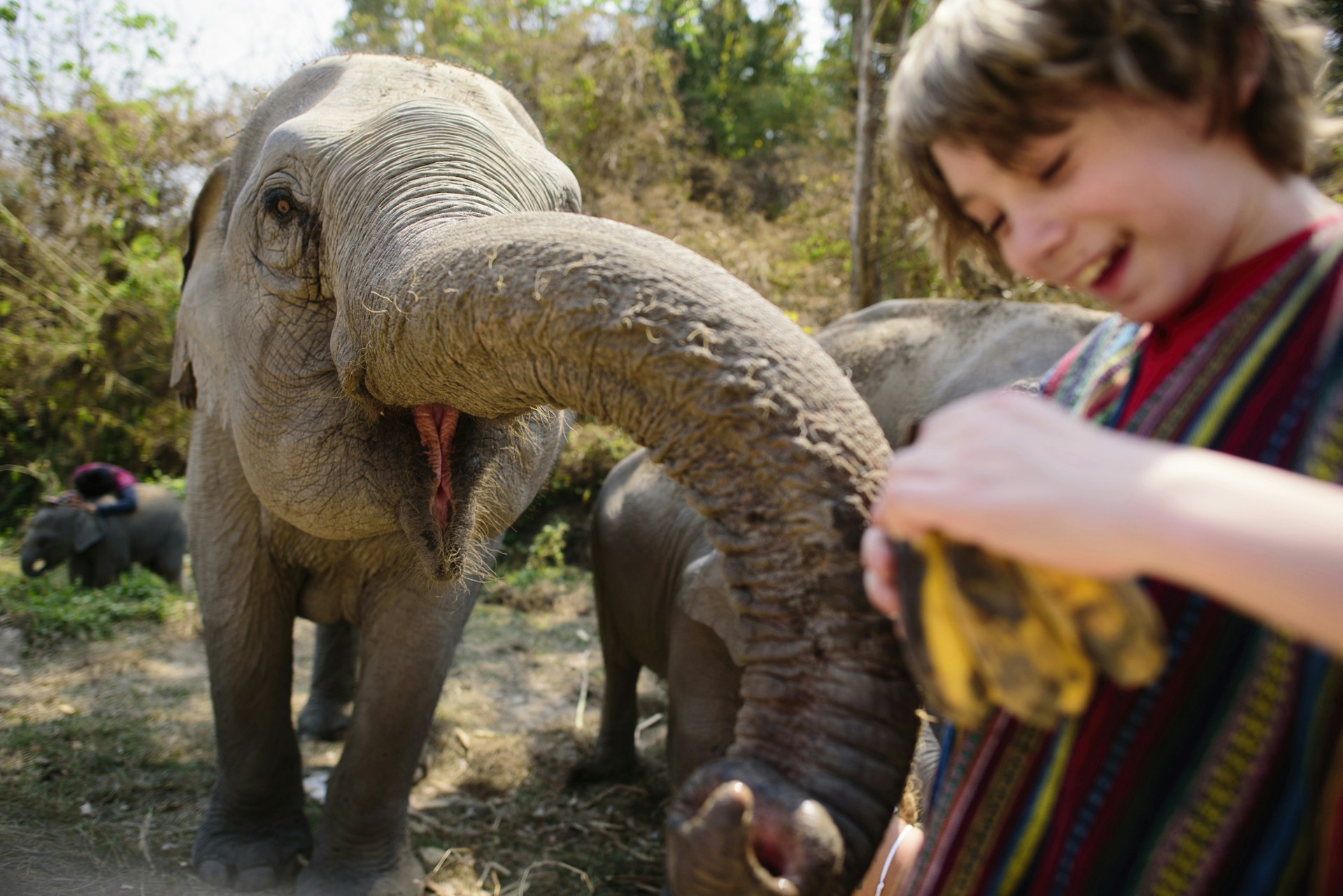 A child laughs as an elephant reaches its trunk towards him to take a banana