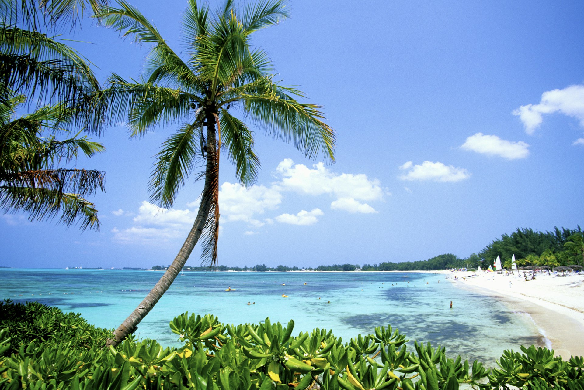 A palm tree-lined beach with windsurfing boards on white sand